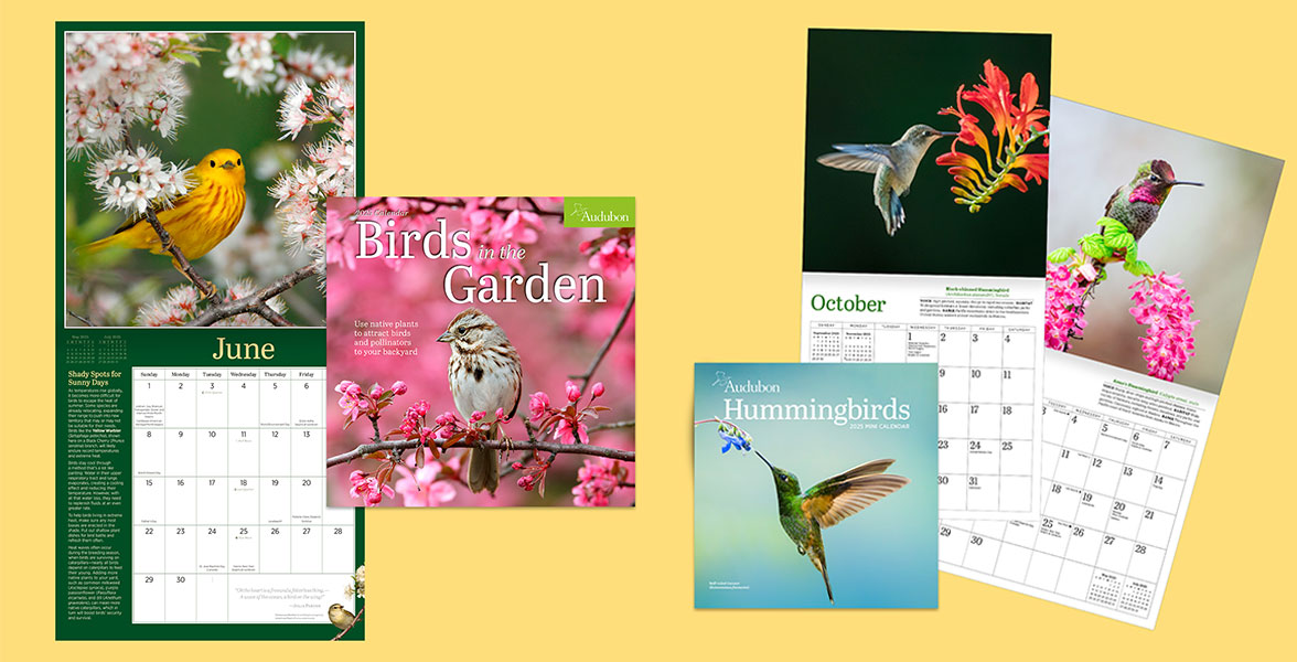 A variety of 2025 Audubon calendars.