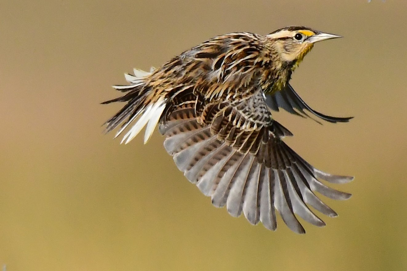 Eastern Meadowlark in flight. Photo: John Wolaver.