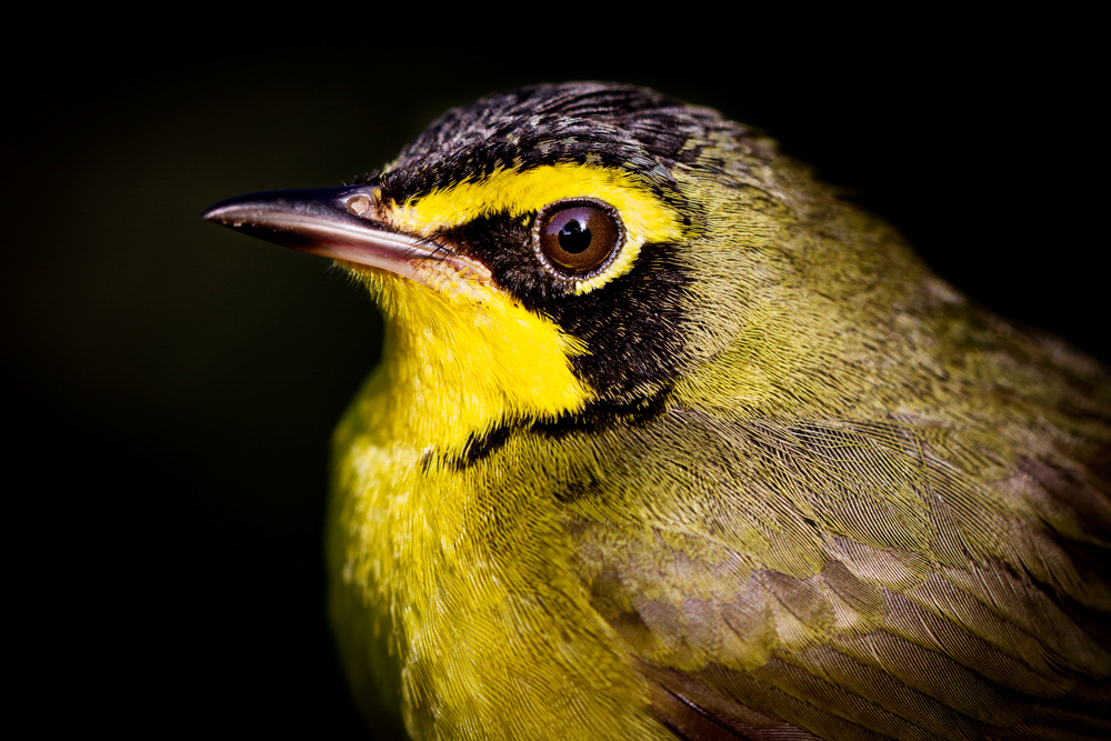 Kentucky Warbler. Photo: Mark Gordon/Audubon Photography Awards.