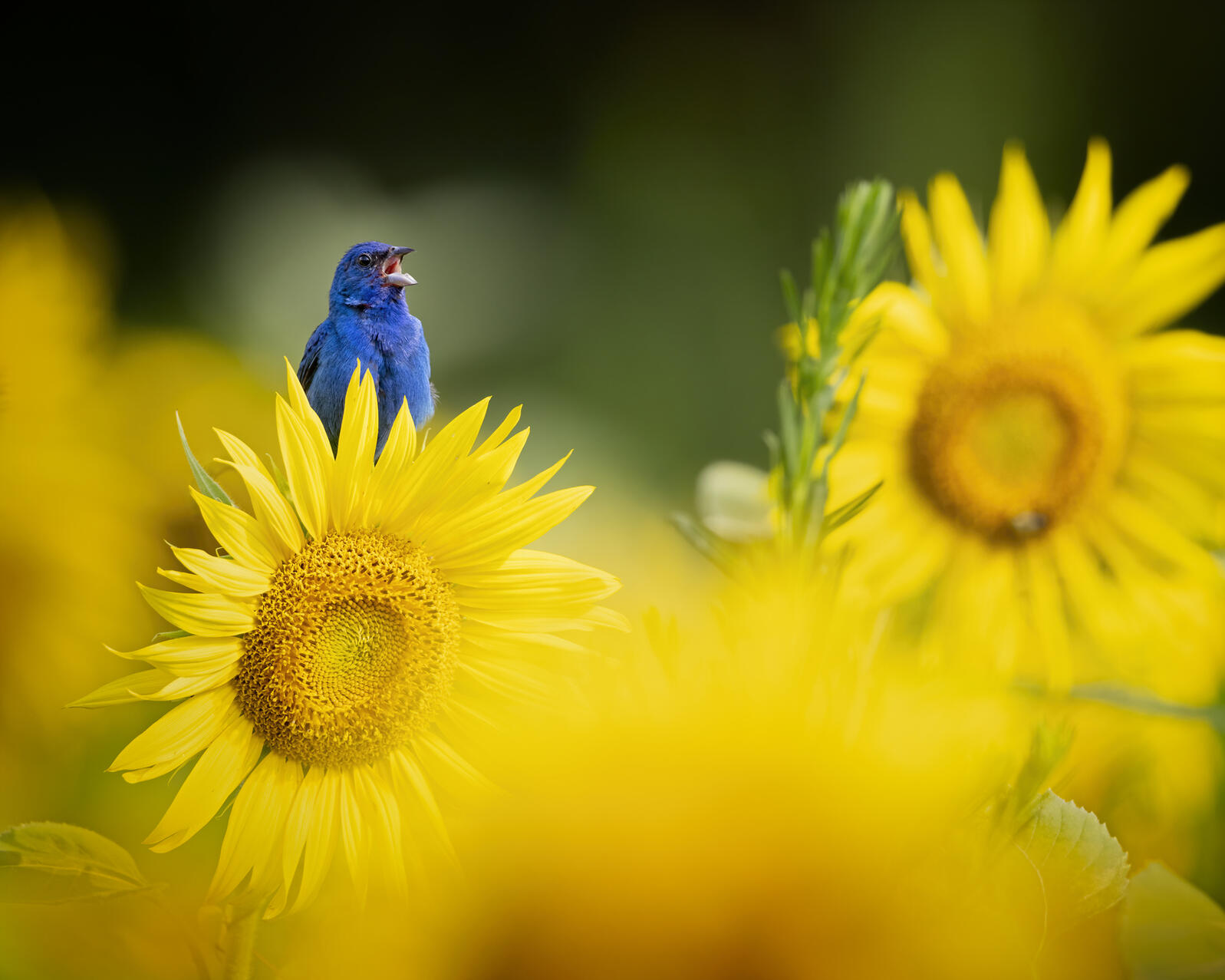 Indigo Bunting. Photo: Scott Suriano