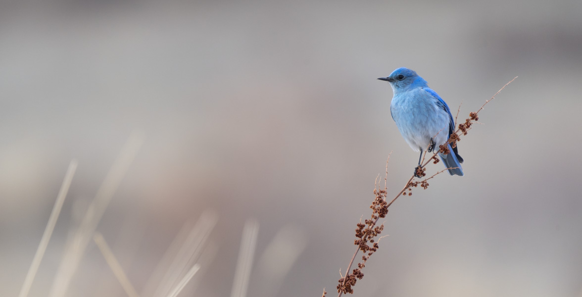 Male Mountain Bluebird perched on a plant stalk.