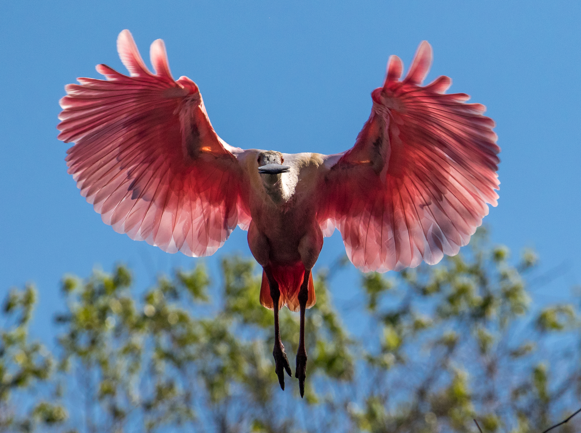 Roseate Spoonbill in flight against a sky and tree canopy background. Photo: George Cathcart/Audubon Photography Awards.