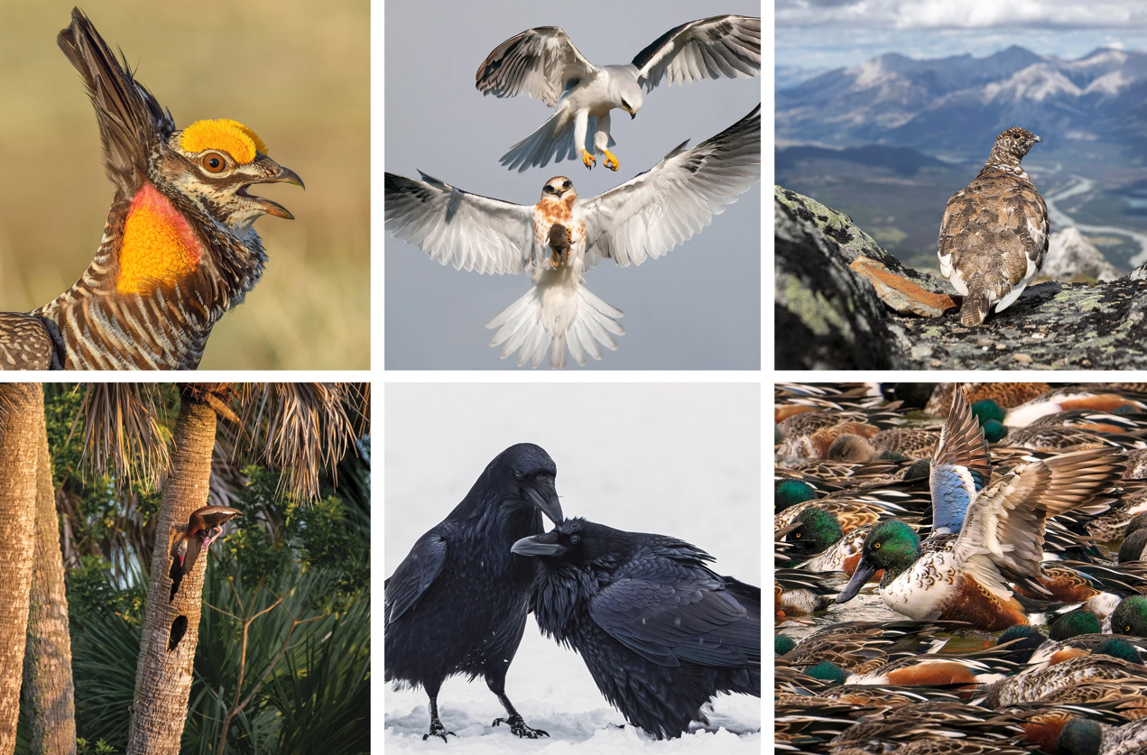 Grid of award-winning bird photographs
