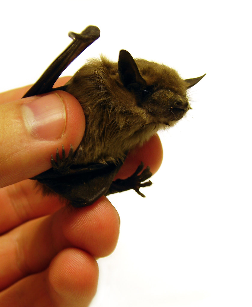 Little Brown Bat photo by Matt Reinbold