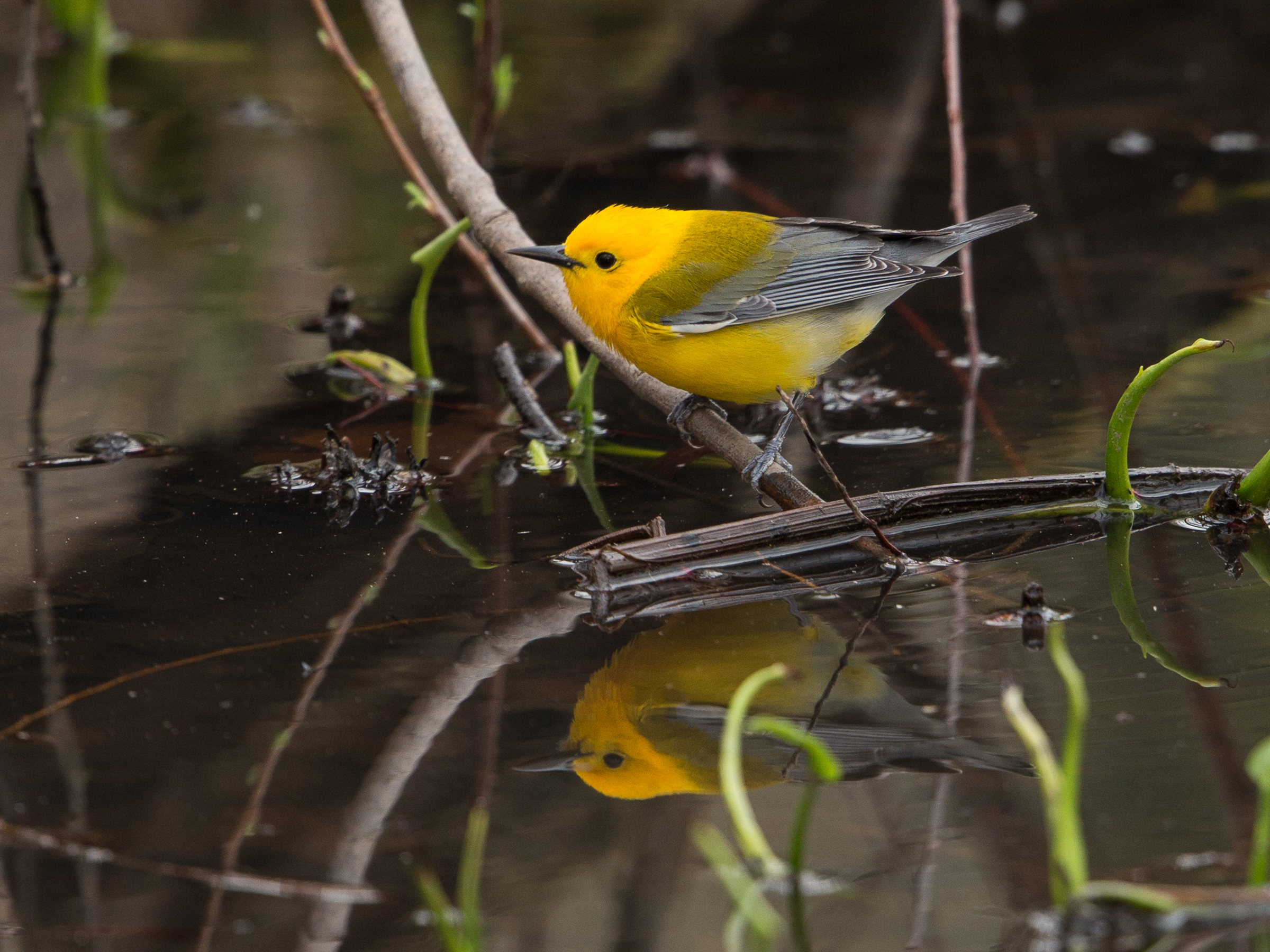 Prothonotary Warbler sitting on a branch above water. Photo: Gary Robinette/Audubon Photography Awards.