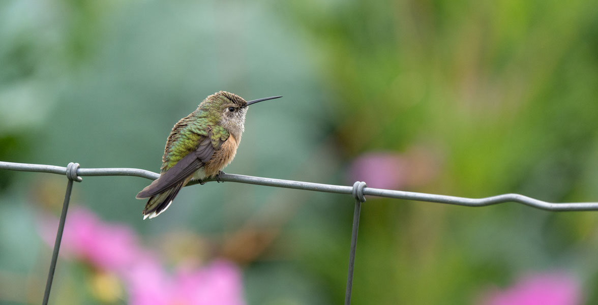 A Broad-tailed Hummingbird perches on a garden fence.
