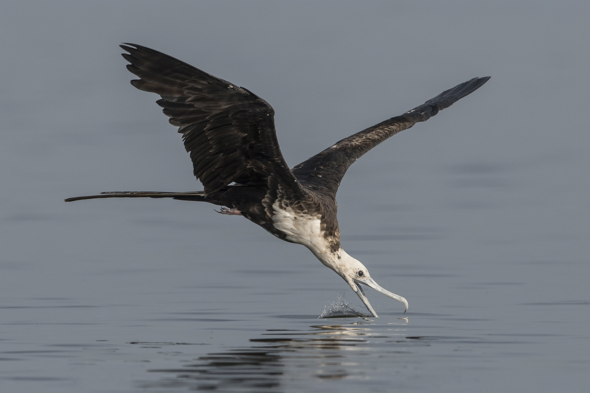 Magnificent Frigatebird. Photo: Peter Brannon/Audubon Photography Awards.