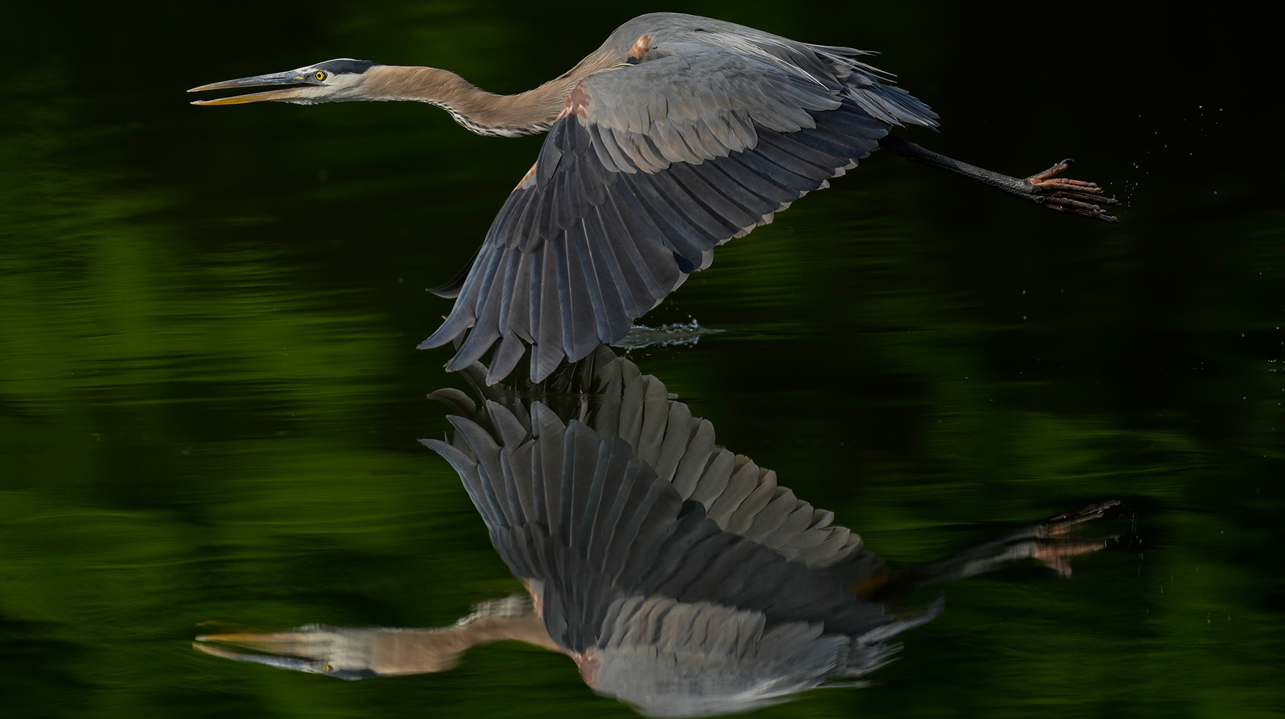 A large, gray wading bird in flight over water. 