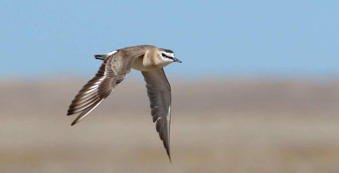 A drab gray, tan, and white bird in flight.