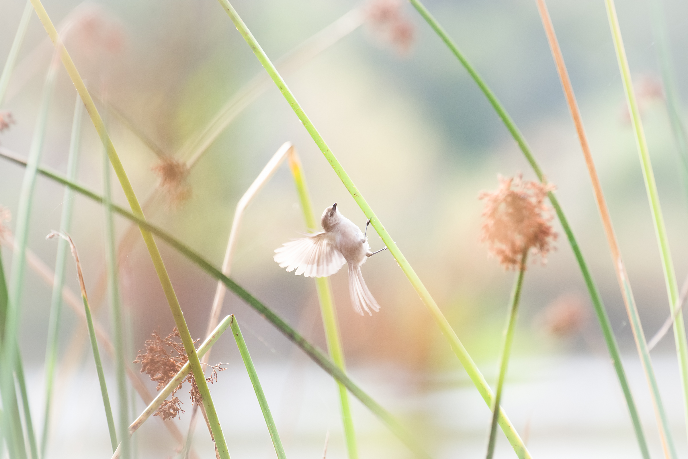 Bushtit