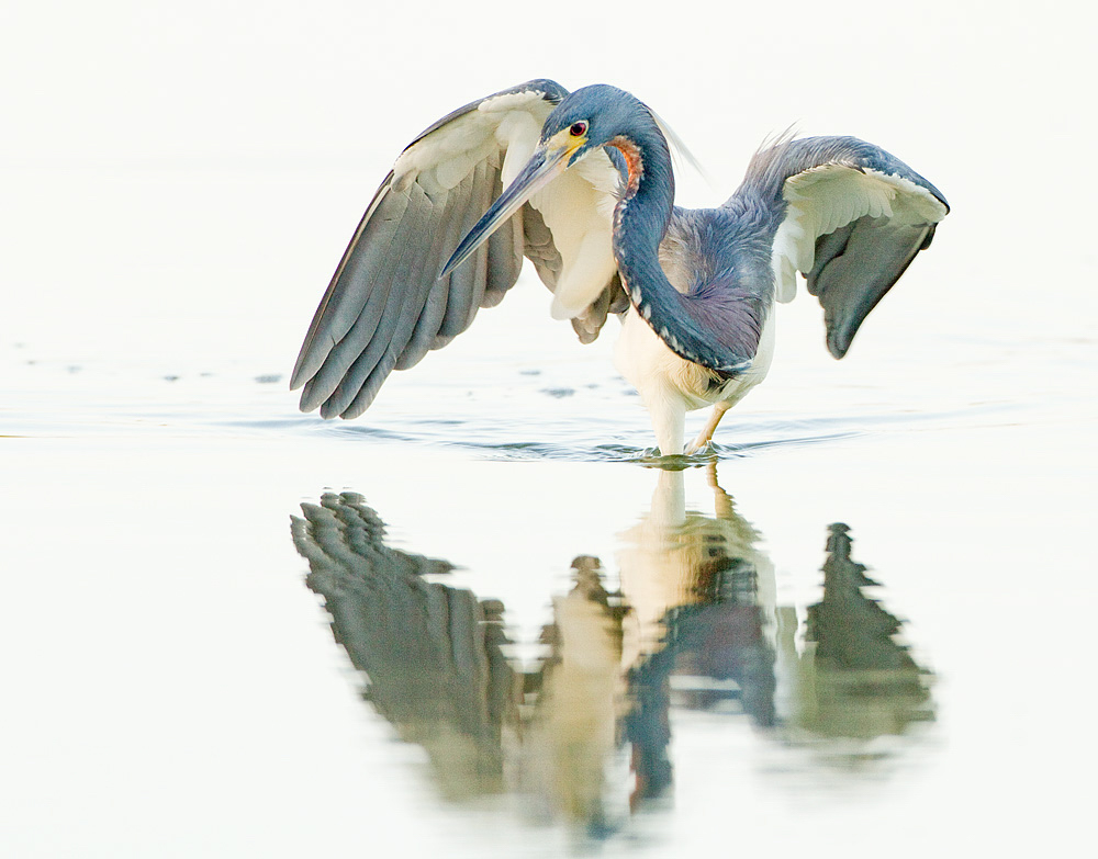 Tricolored Heron with wings outstretched, wading through water.