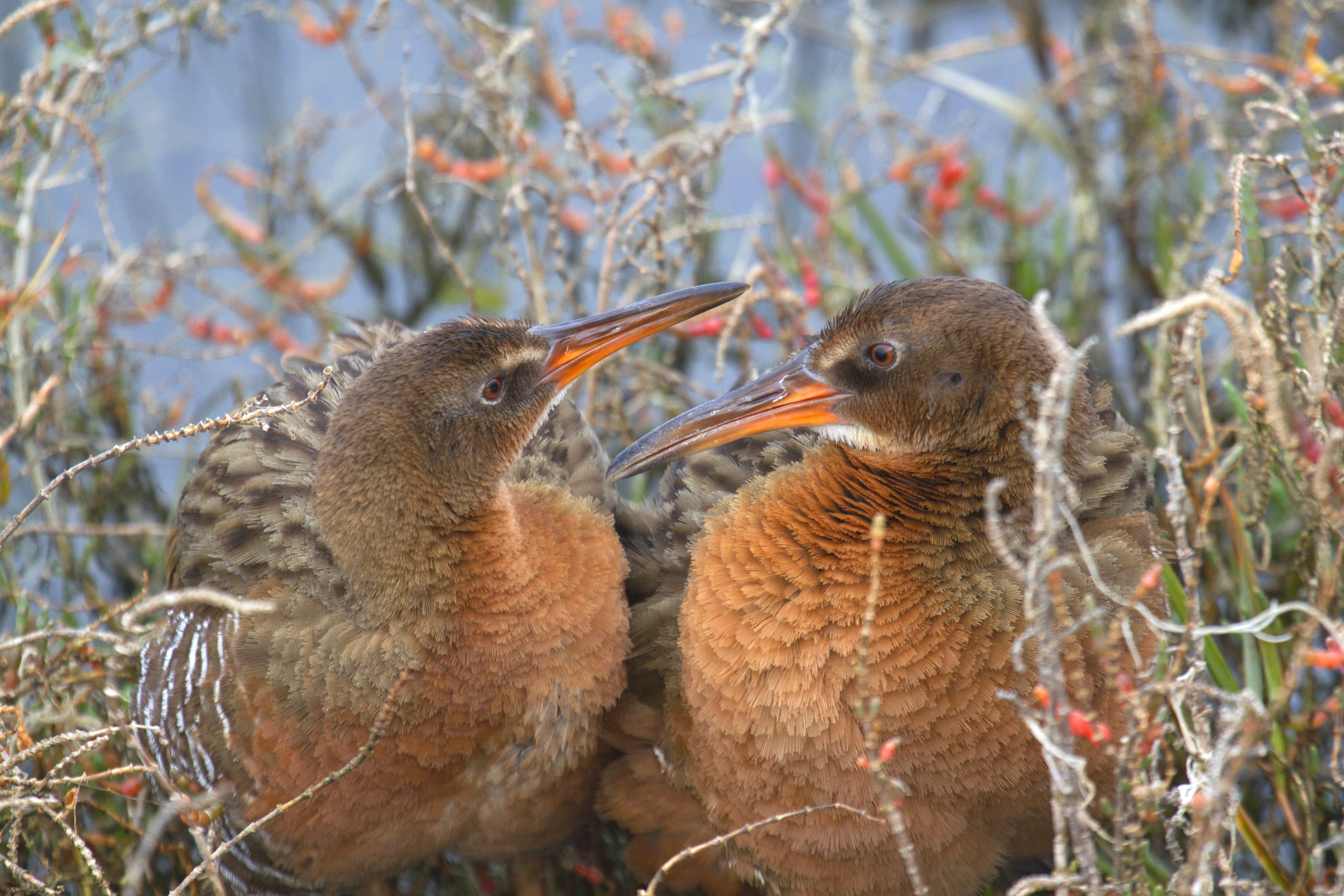 Ridgeway's Rail