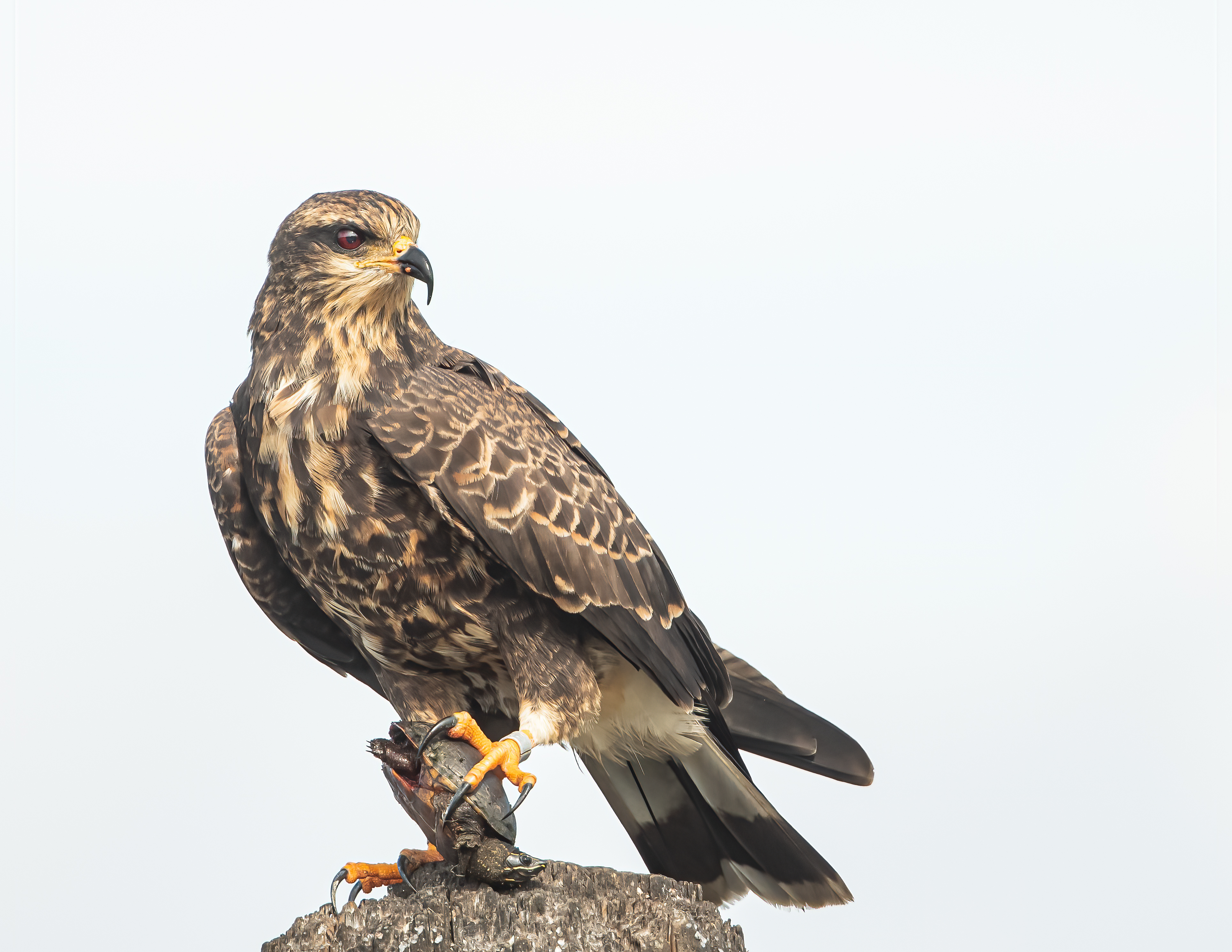 Snail Kite holds a turtle in its talons, stands on a post.