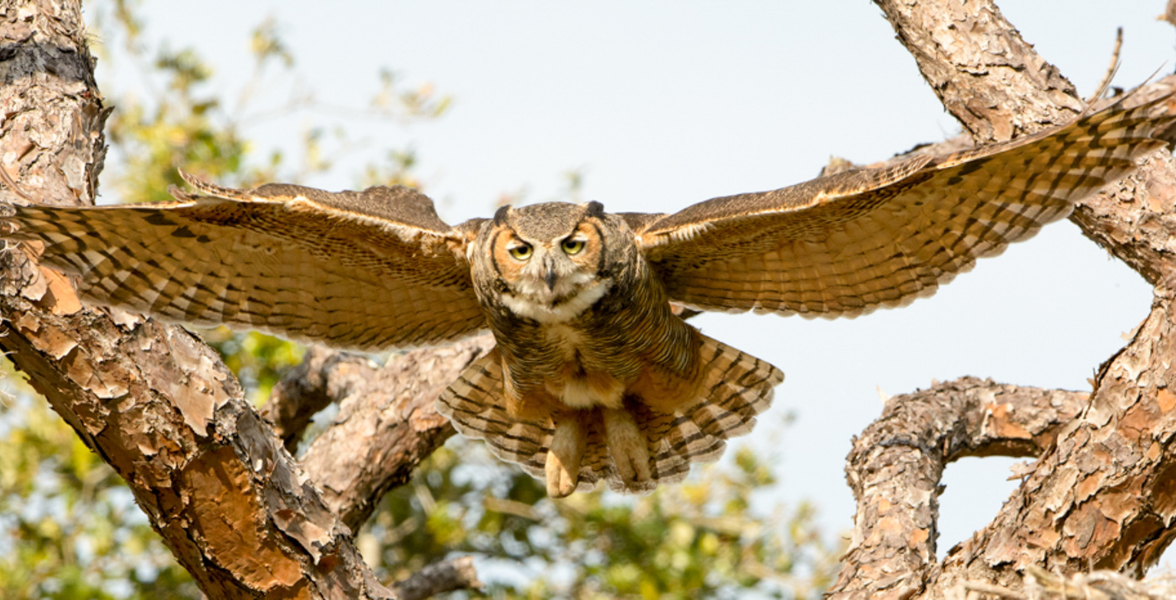 A Great Horned Owl swoops towards the viewer on outstretched wings.