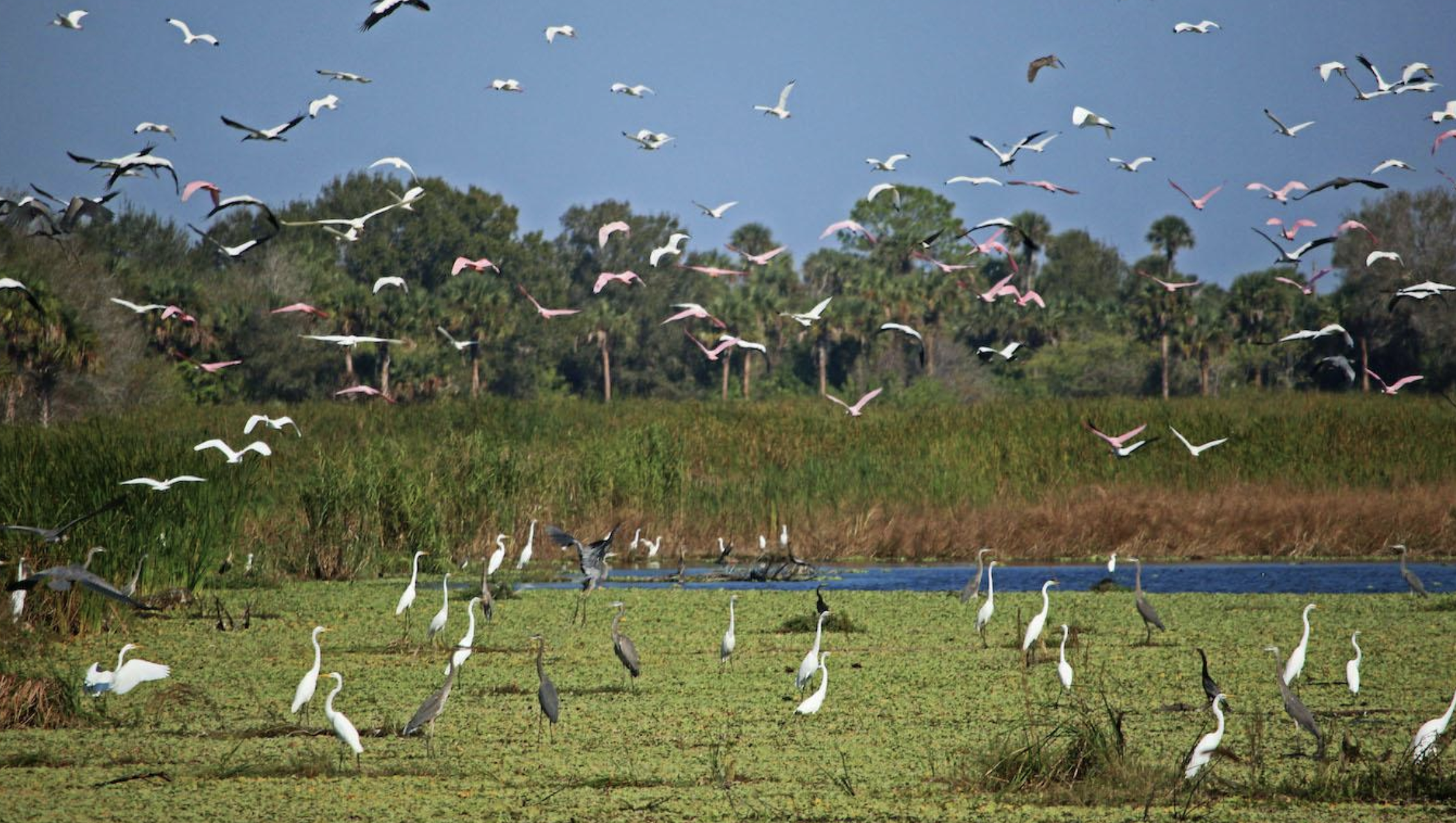 A photo of Picayune Strand: a partly open wetland with a mixed flock of wading birds in flight.