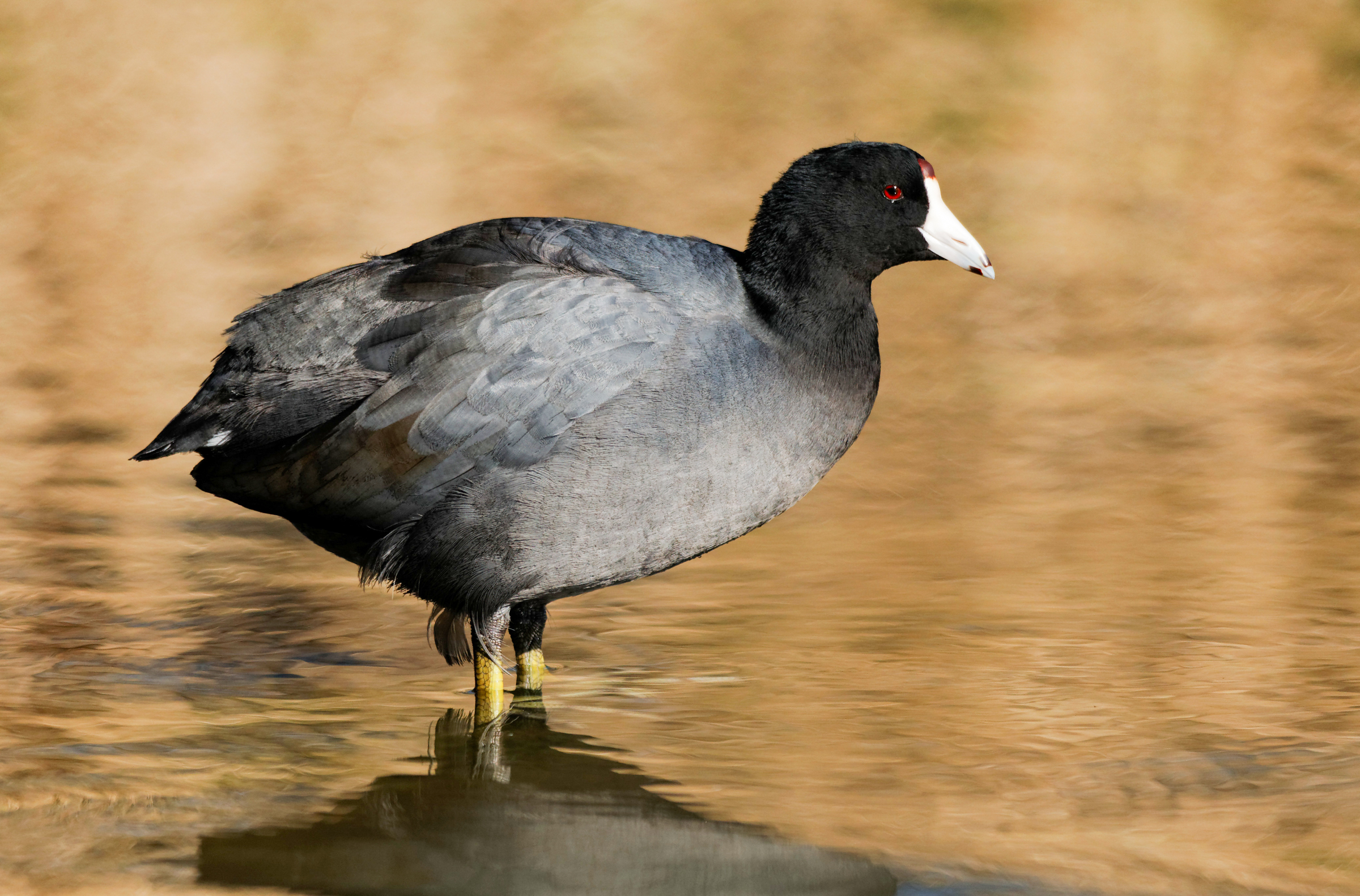 American Coot stands next to water.