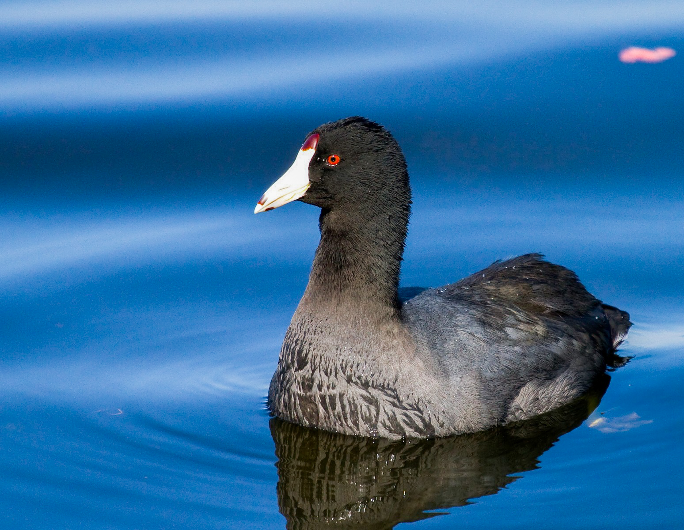 American Coot floating on top of blue water.