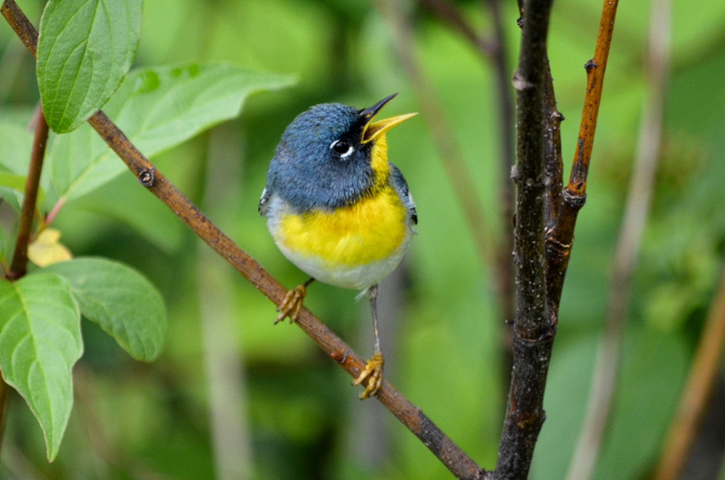 Northern Parula stands on a branch, with green leaves in the background.