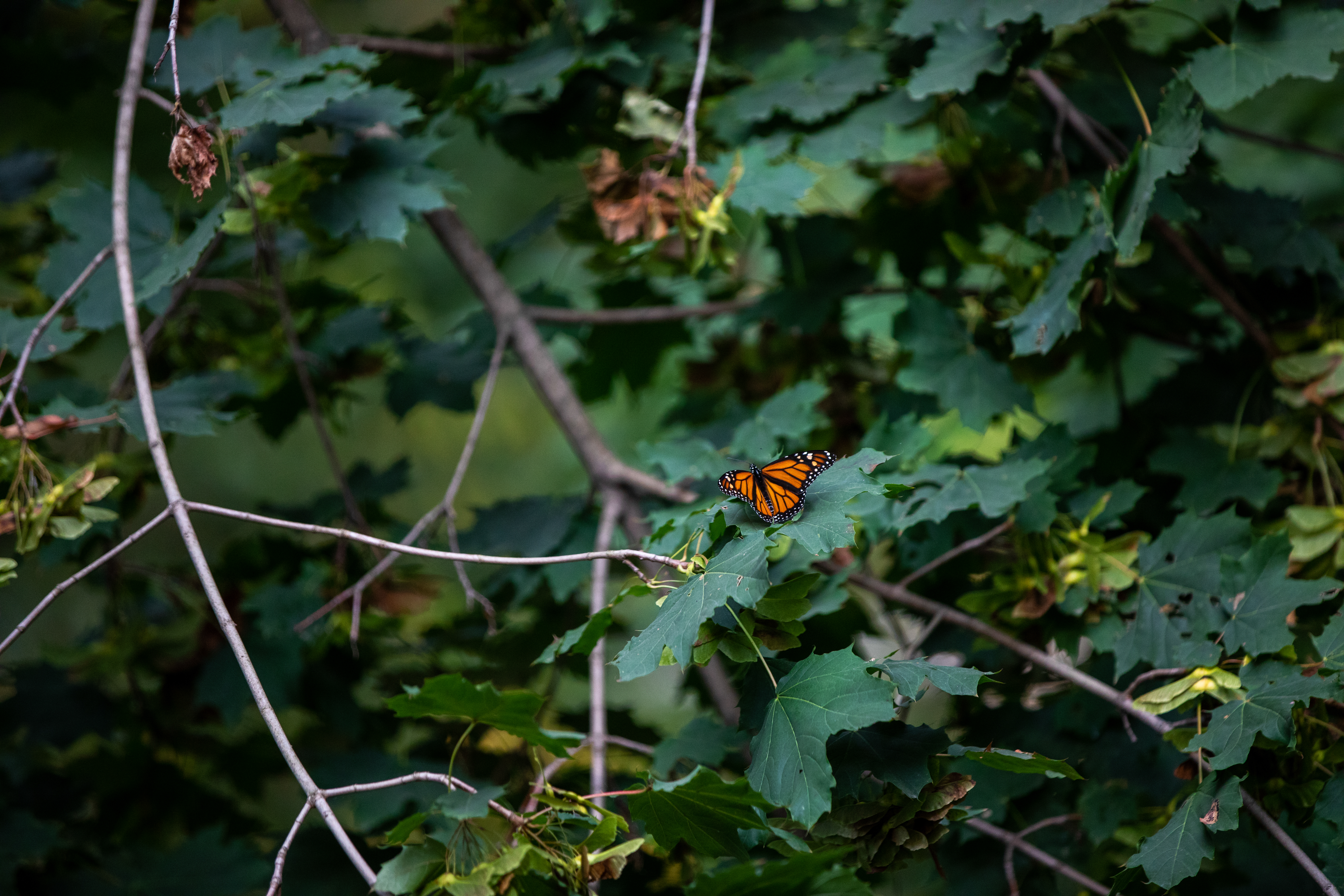A lone monarch butterfly sitting on a leaf. 