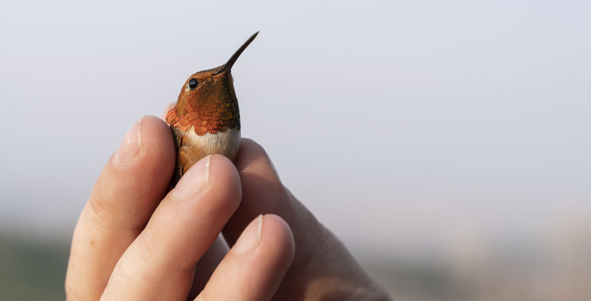 A hand holding a white and rufous-colored hummingbird.