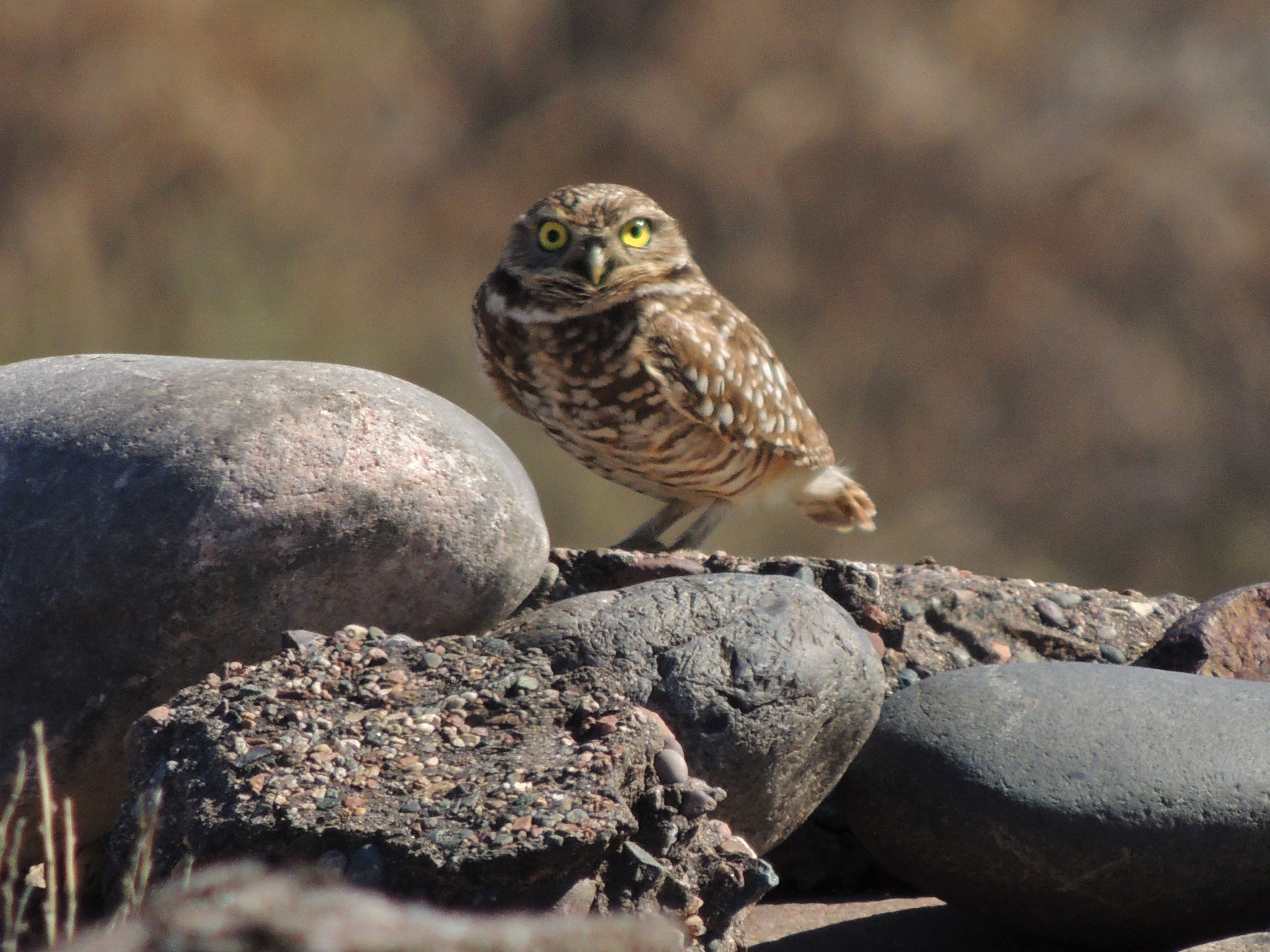 Burrowing Owl. Photo: Jenohn Wrieden