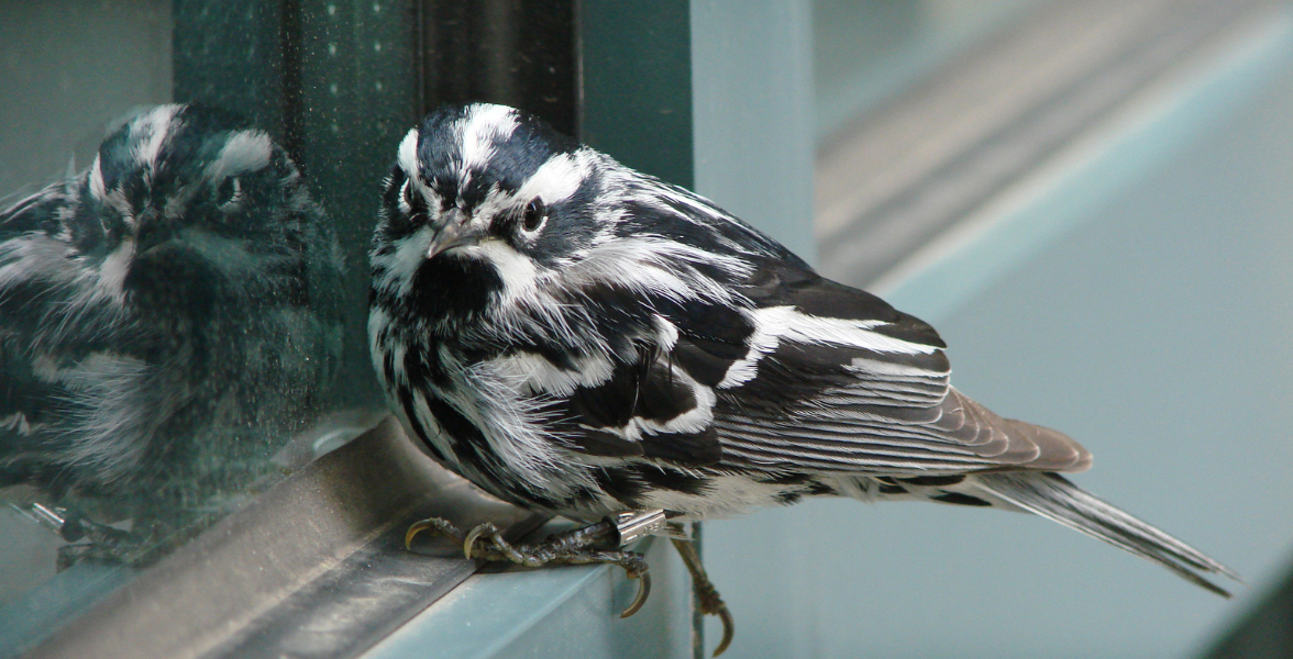 A Black-and-white Warbler perches on a window ledge, reflected in the window it leans against slightly.