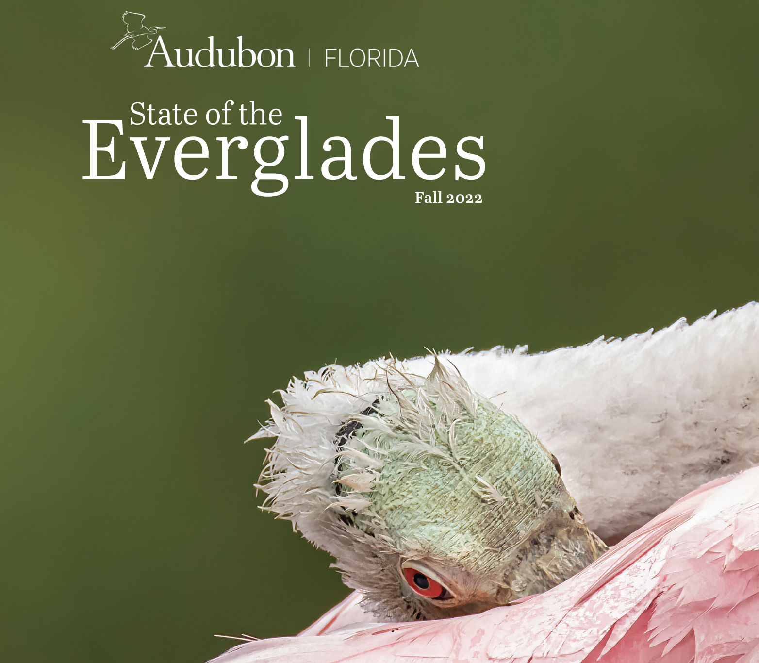 Cover of State of the Everglades report with a Roseate Spoonbill.