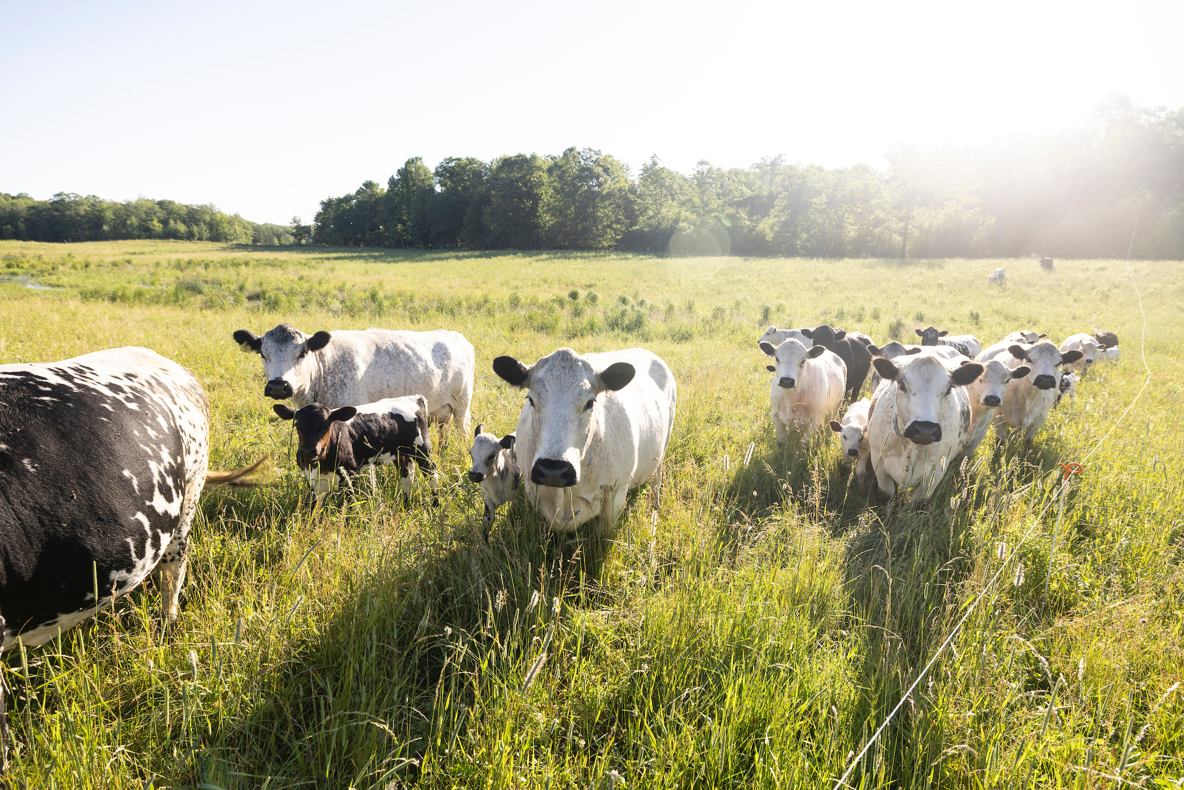 British White Cows and Sedge Wood Farms owned by the Steinke Family. Photo: Photo: Jenn Ackerman and Tim Gruber