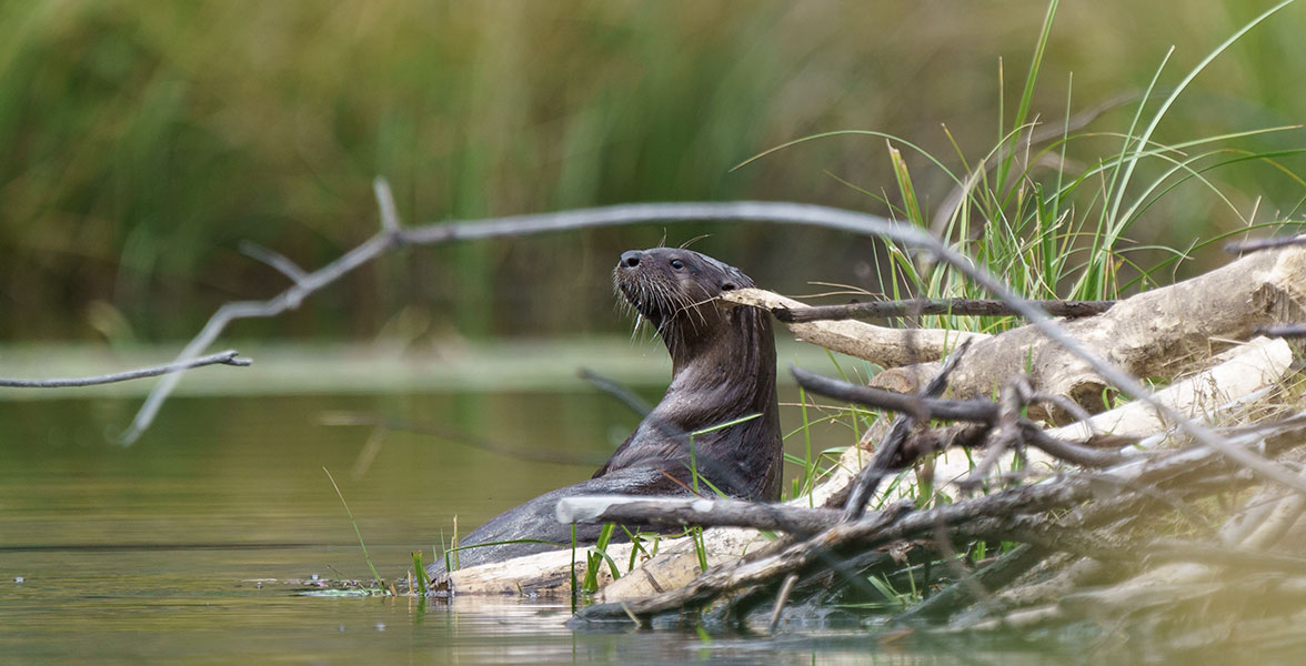 A river otter on a beaver dam.