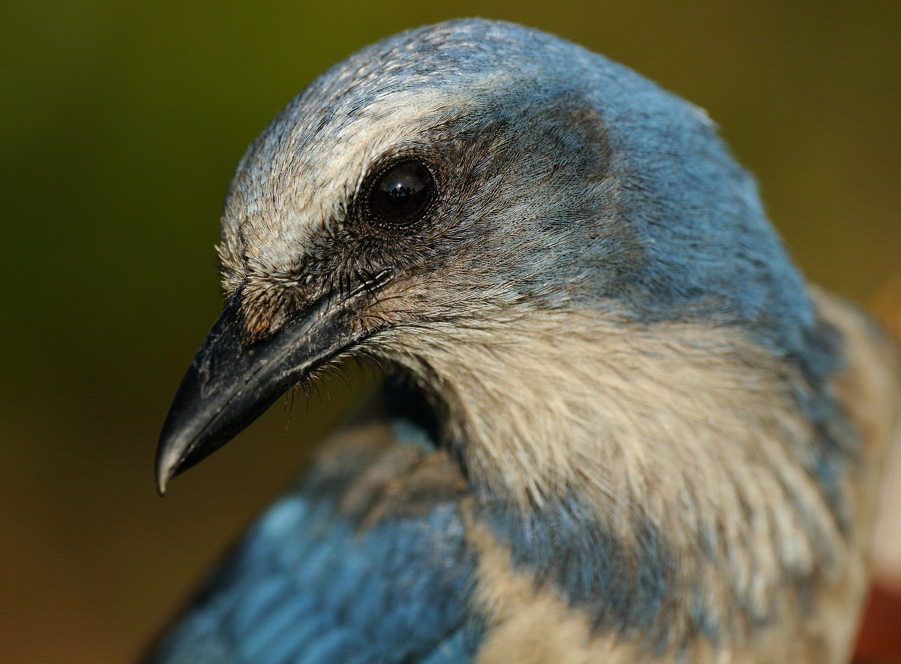 Close up of a Florida Scrub-Jay looking at the camera. Photo: Thomas Dunkerton/Audubon Photography Awards.