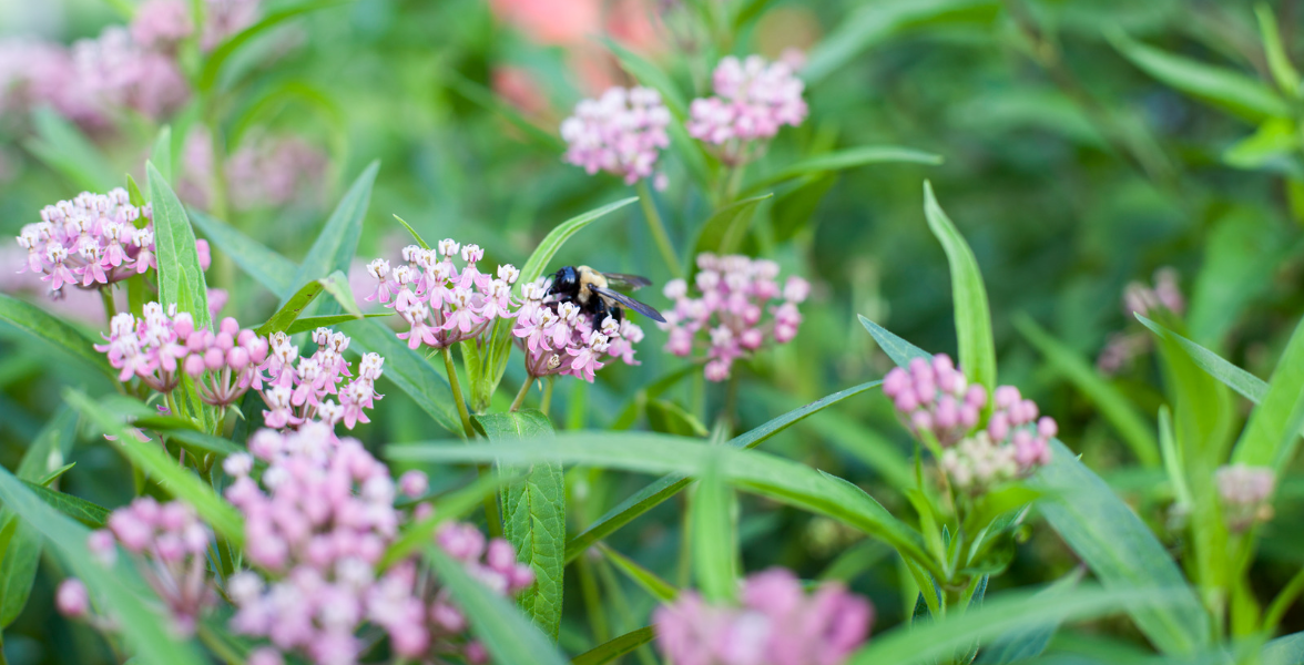 Tiny pale purple-pink blooms of Swamp Milkweed are visited by a singular fuzzy bee.