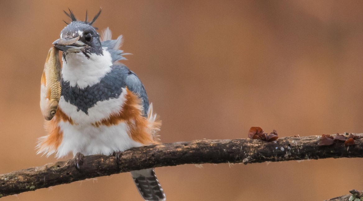 A female Belted Kingfisher sits on a branch with a fish hanging from her beak.