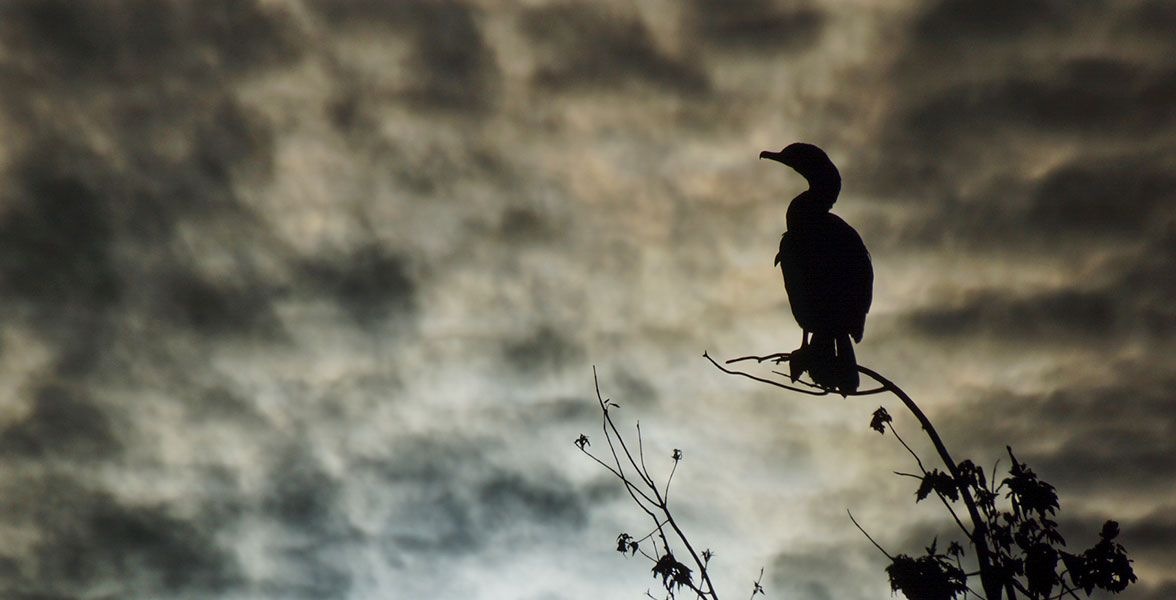 A Double-crested Cormorant perches on a branch silhouetted by moonlit clouds.