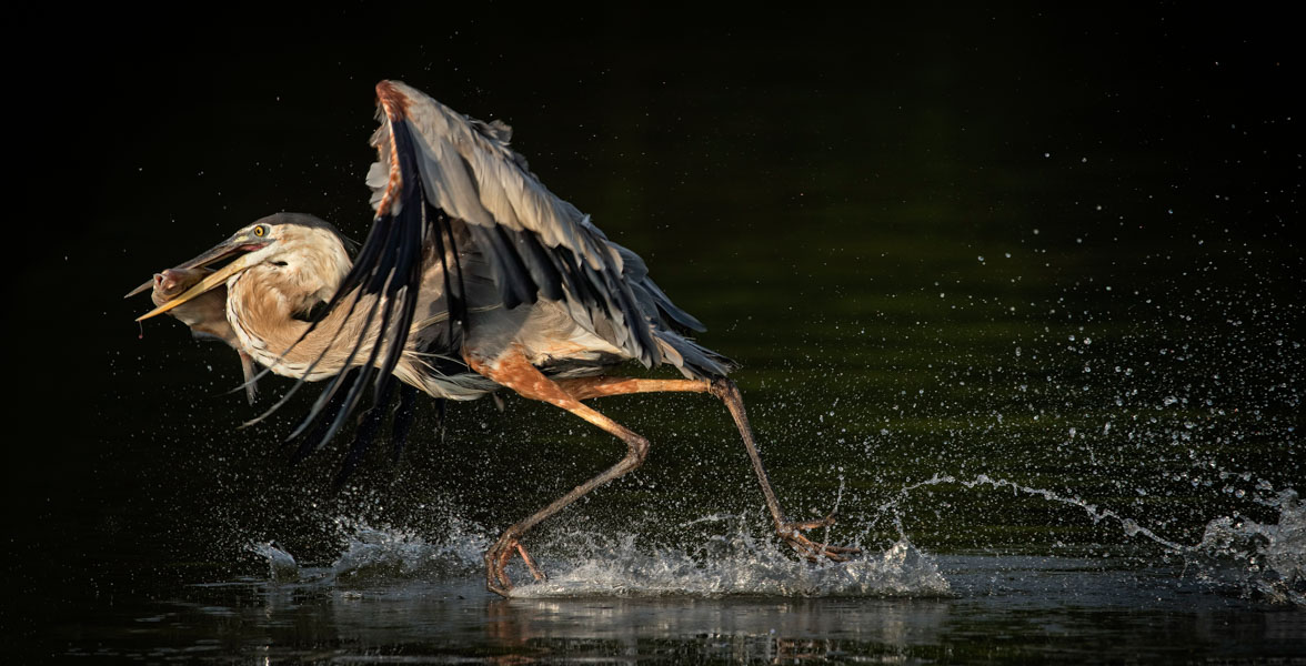 A tall; blue-grey, white, and copper-colored shorebird runs across shallow water with a fish in its beak, splashing.