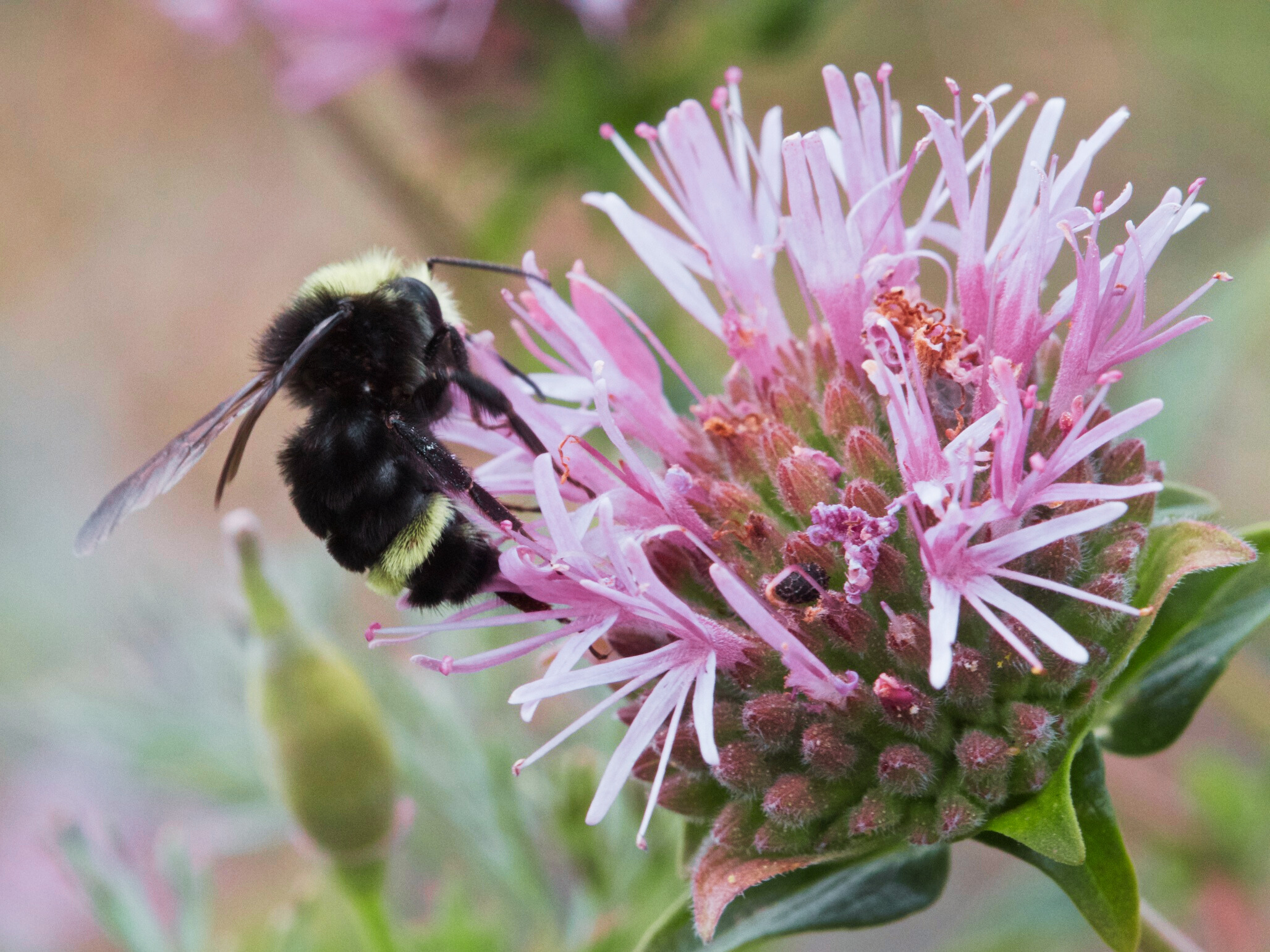 A yellow-faced bumble bee foraging for nectar from coyote mint, a native California plant. 