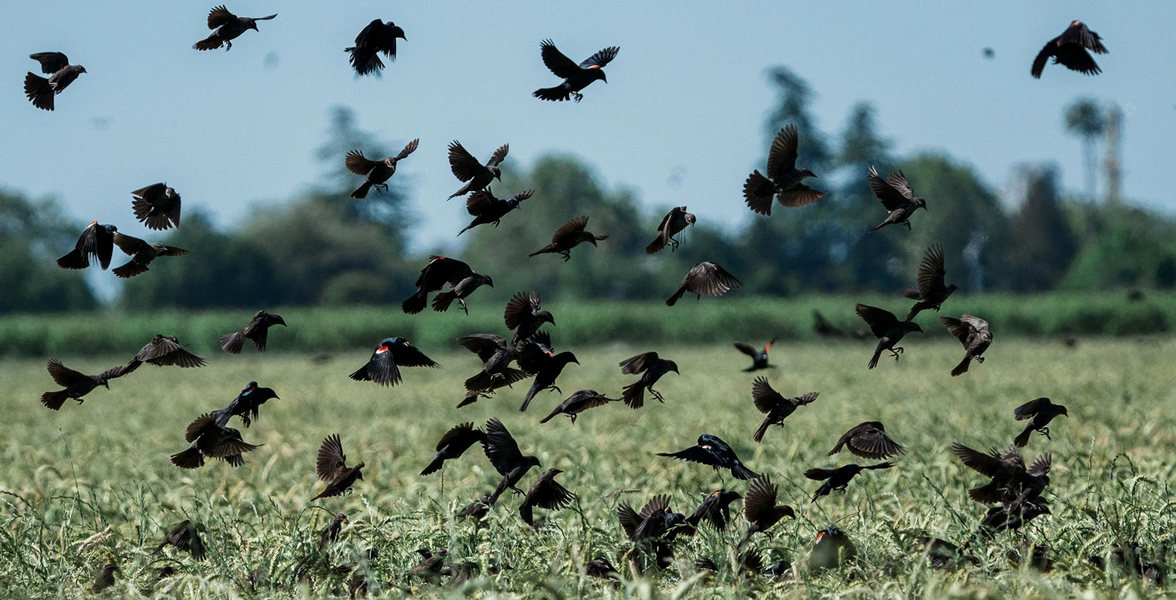 Tricolored Blackbirds at a dairy farm near Planada, California.