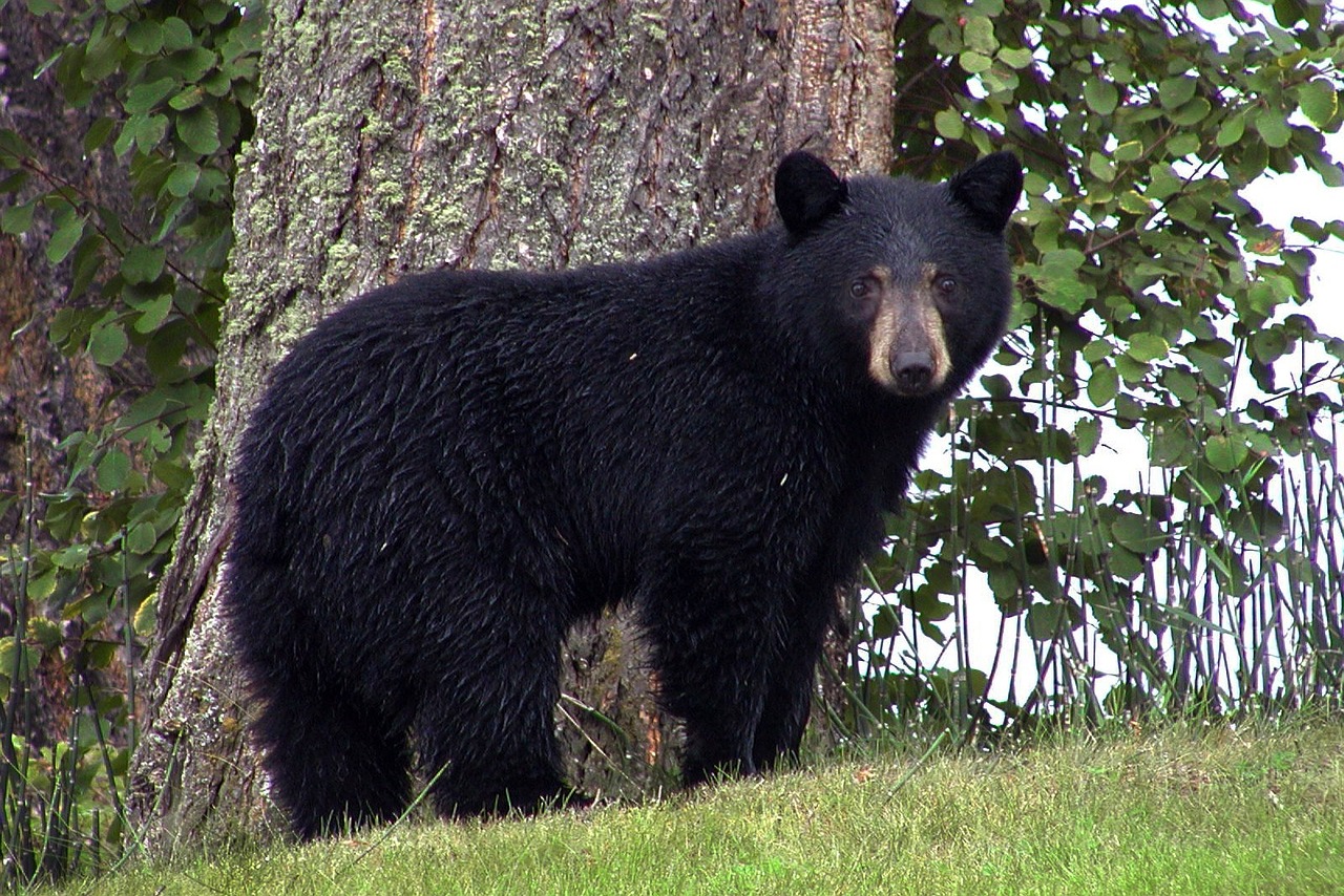 black bear standing in front of a tree