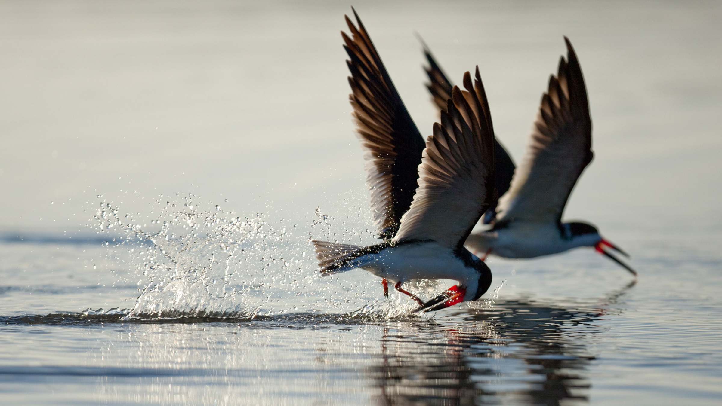 Two Black Skimmers skim over the surface of calm water.