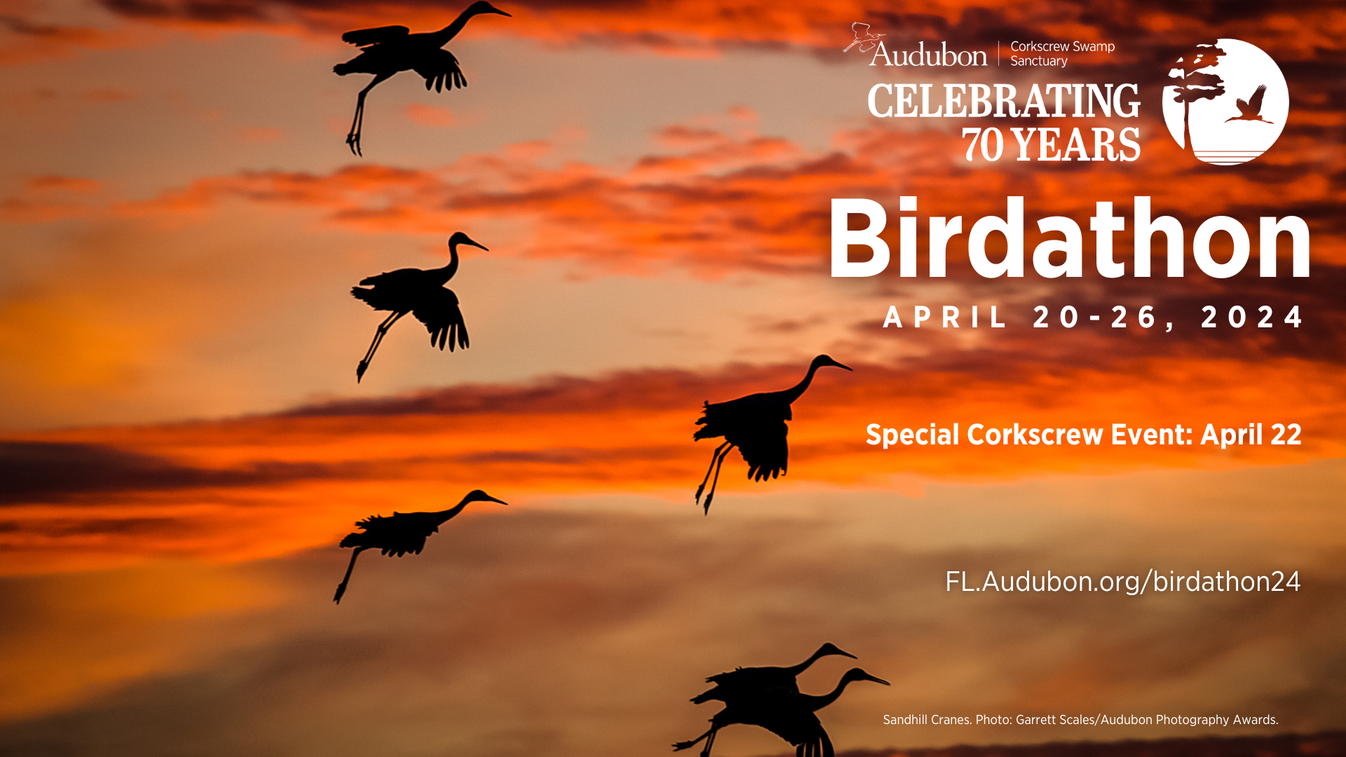 Birdathon promo graphic with birds in flight