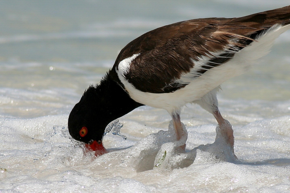American Oystercatcher dips bill into shallow wave.