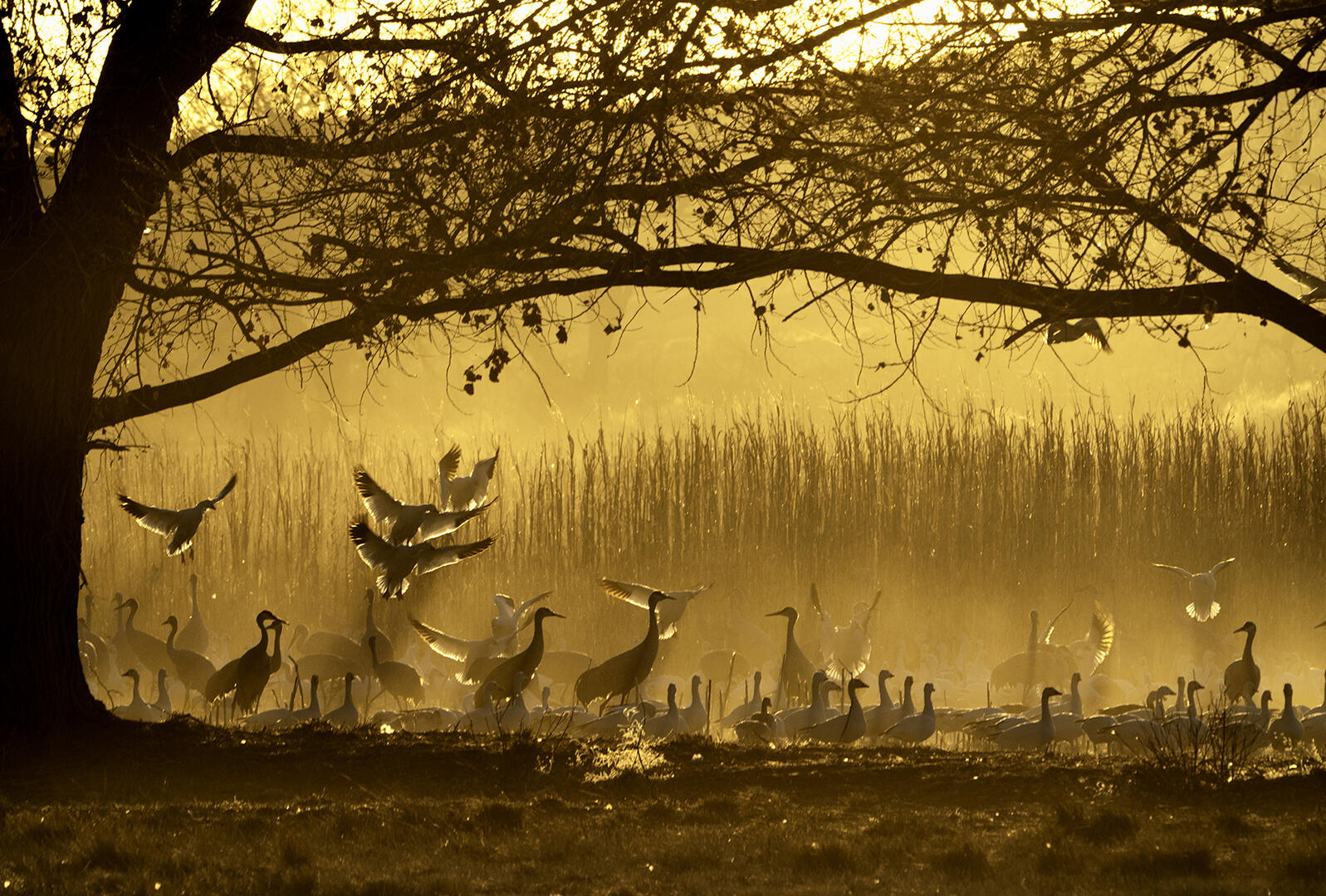 Snow Geese and Sandhill Cranes. Karen Shuenemann/Audubon Photography Awards