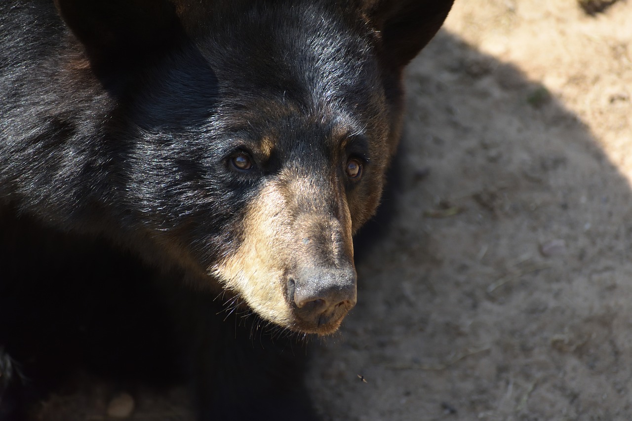close up of a black bear