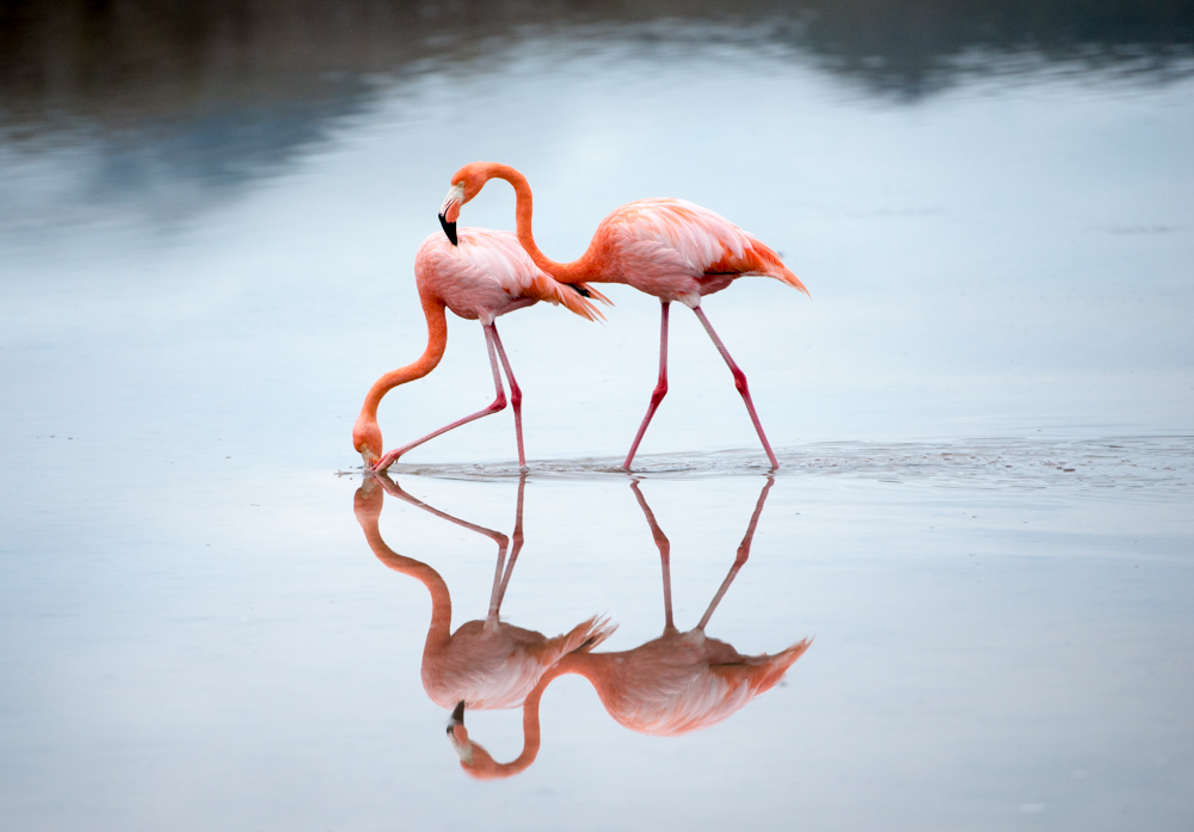 Two flamingos standing in shallow water with reflections.