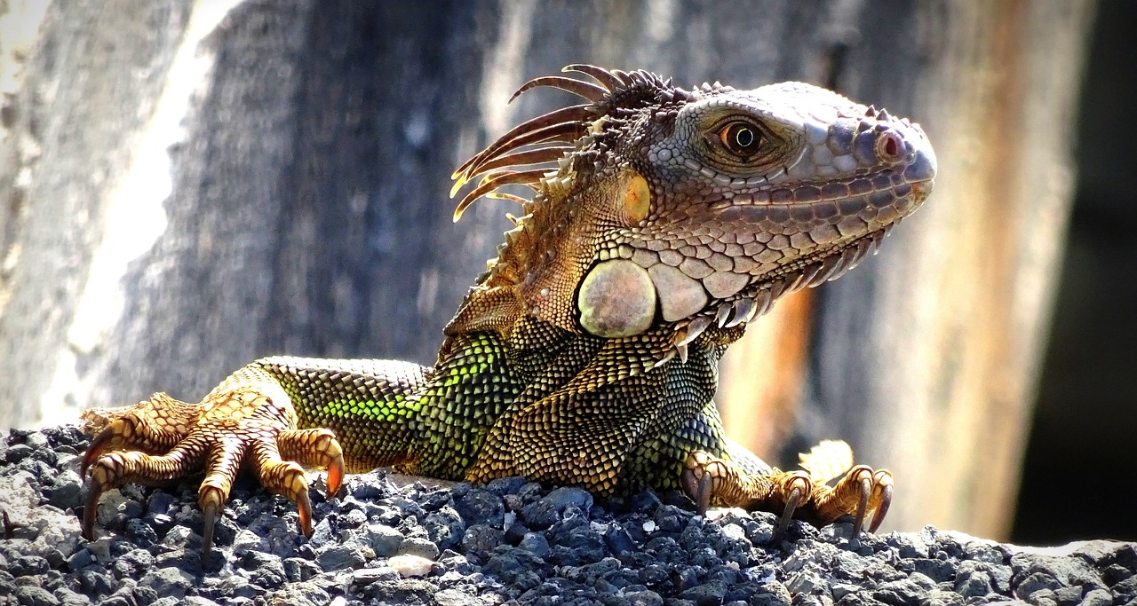 A close up of an iguana.