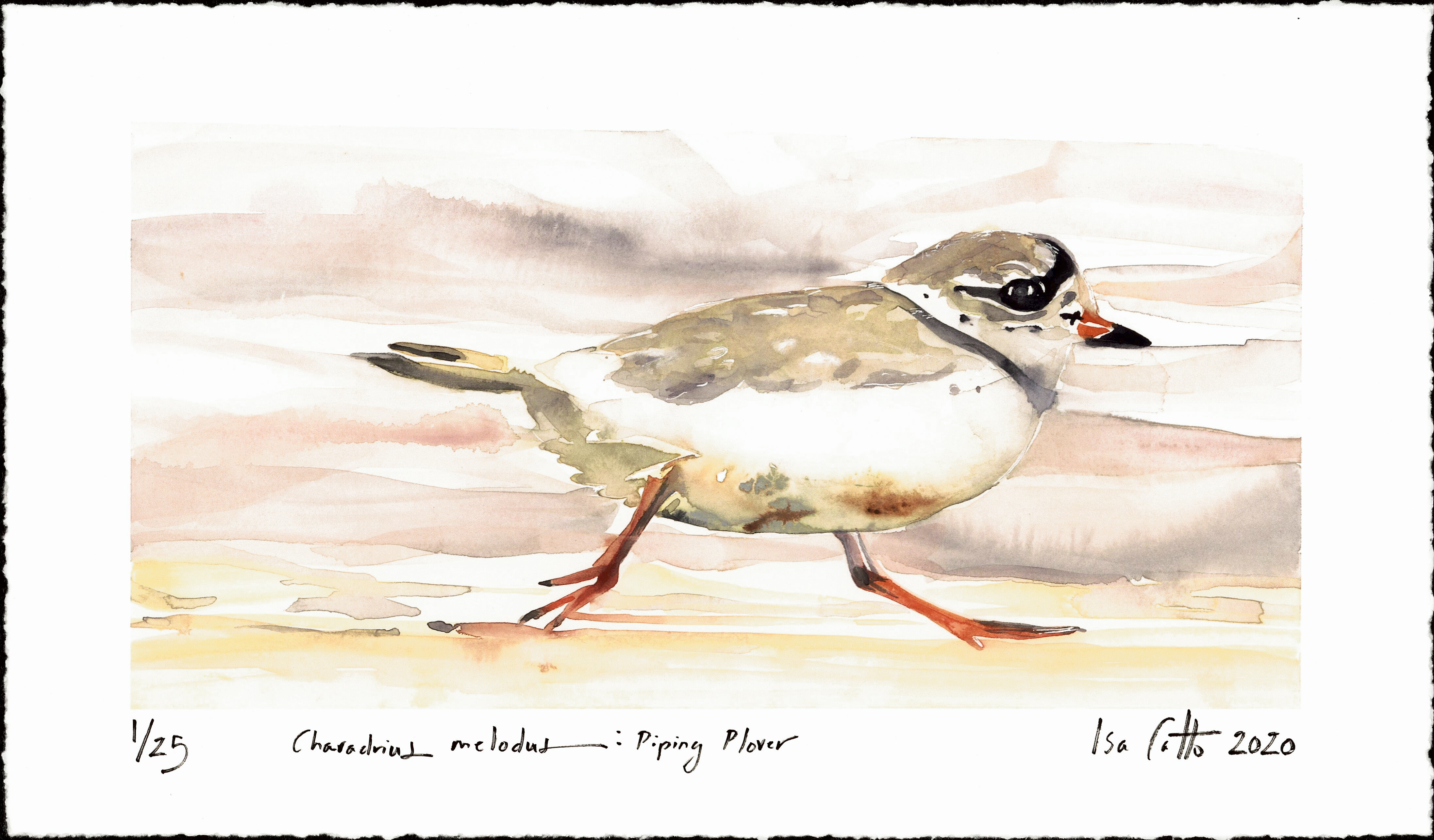 Piping Plover Art