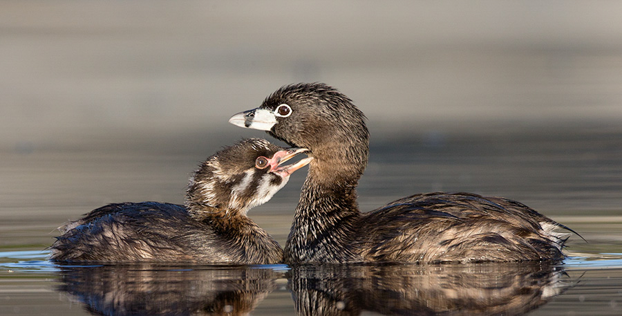 A Pied-billed Grebe next to a nearly grown Pied-billed Grebe chick. Both are swimming on water. Photo: Tim Kuhn/Audubon Photography Awards.