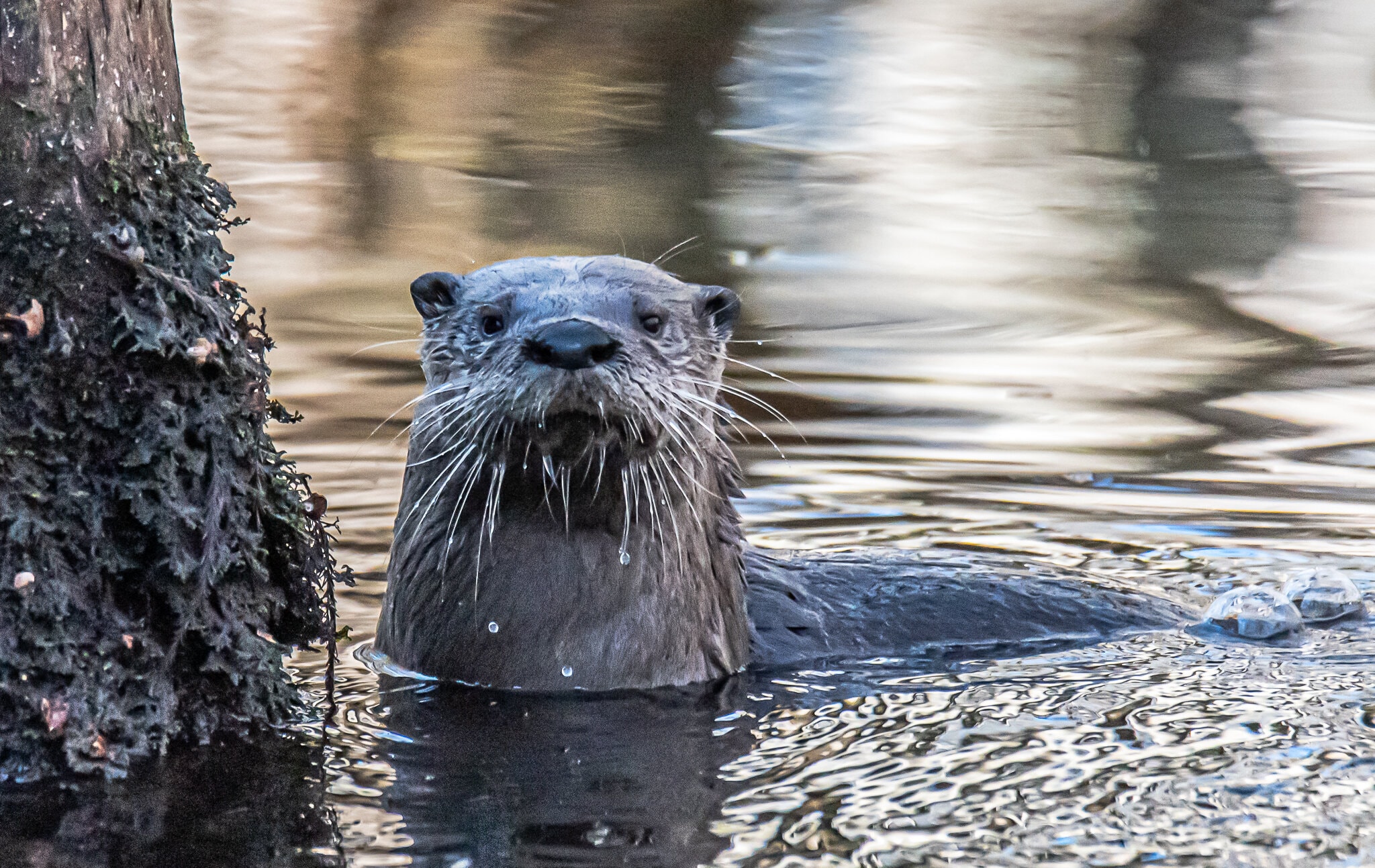 Otter with head sticking up out of the water