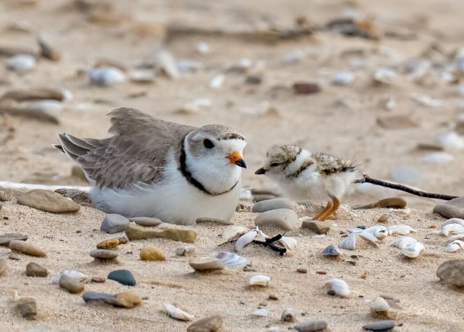Great Lakes Piping Plovers. Photo: Credit: John Dosch