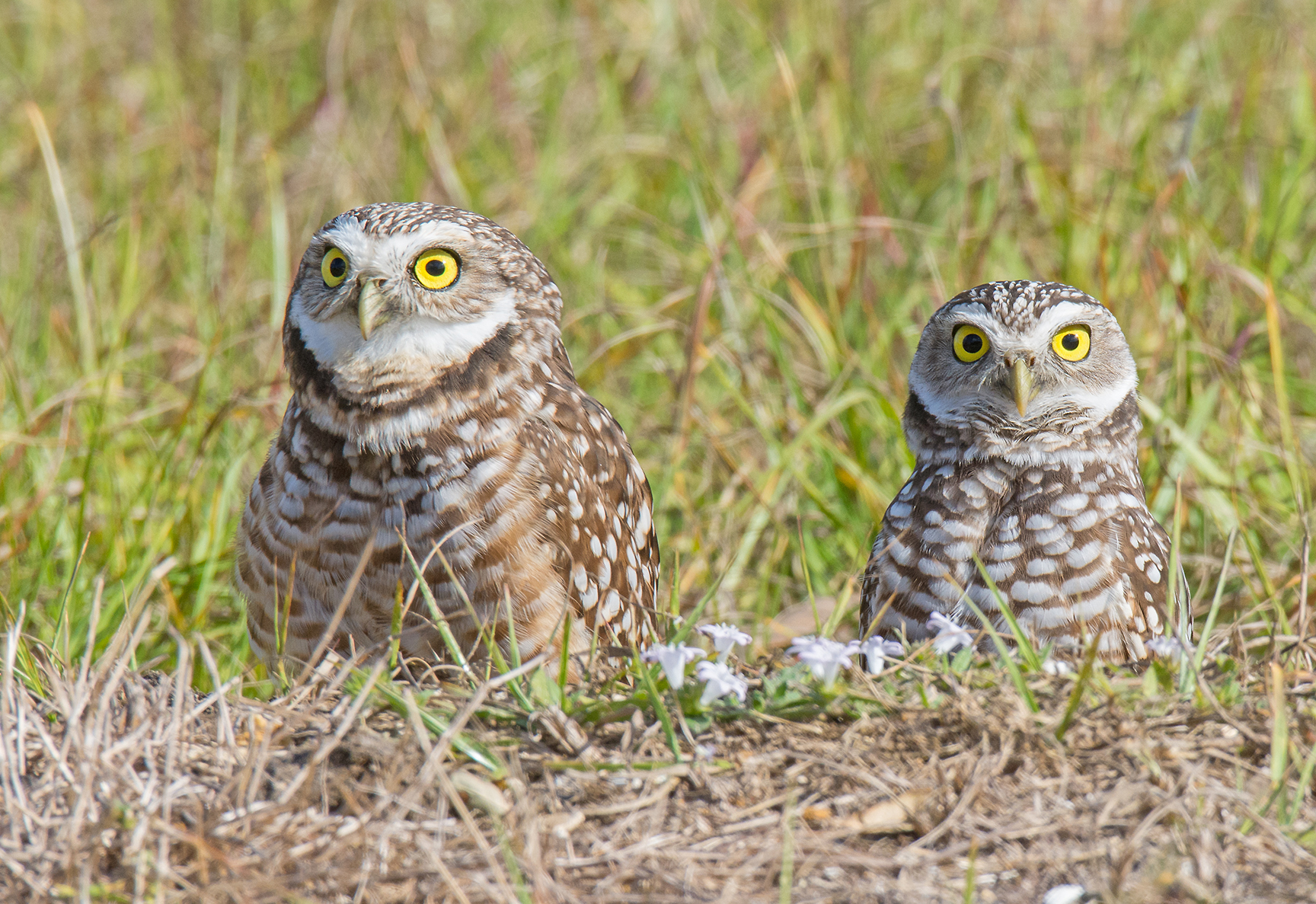 Two Burrowing Owls on the ground.