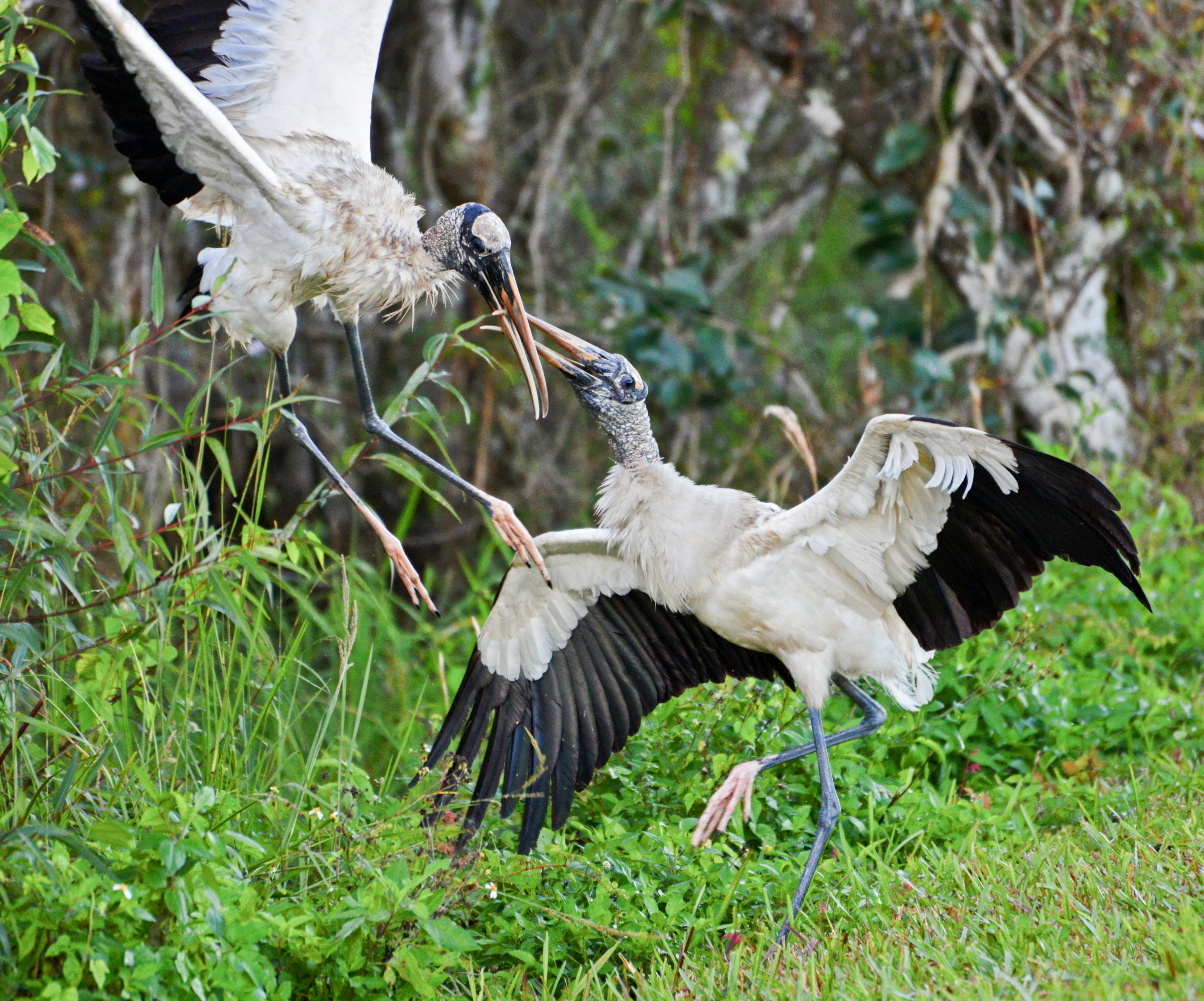 Wood Storks. Photo: Howard Izenwasser / Great Backyard Bird Count.